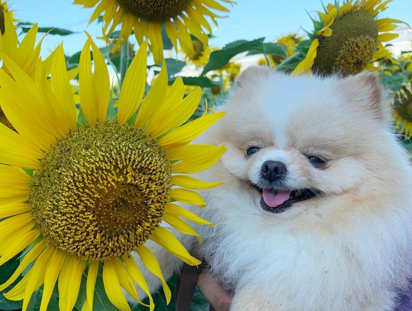 素敵な花を拝みに行きました ホームリフレヒロセのブログ 写真1