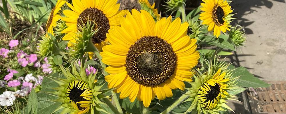 ヒマワリが開花しました！ 札幌トーヨー住器のブログ 写真1