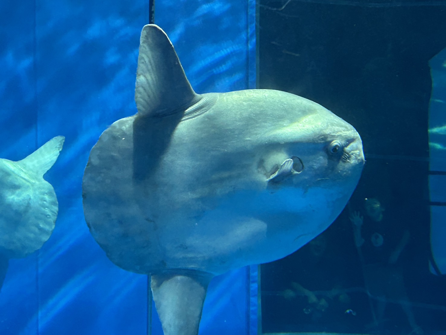 アクアワールド茨城県大洗水族館 つくば住生活 つくば店のブログ 写真1