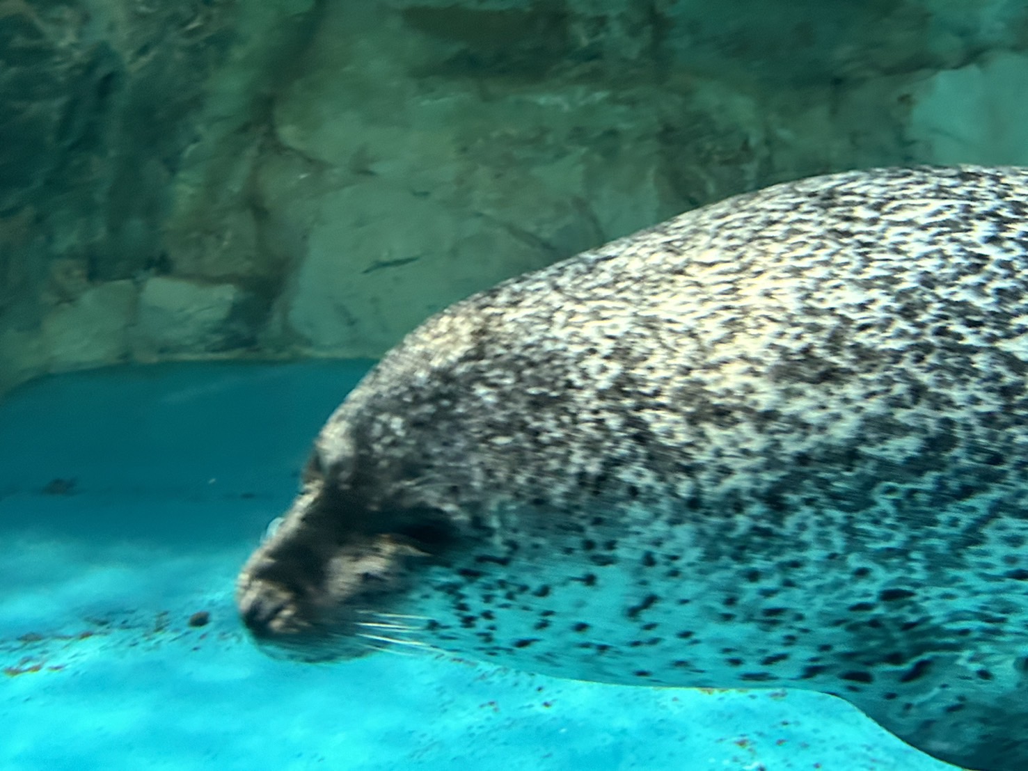 アクアワールド茨城県大洗水族館 つくば住生活 つくば店のブログ 写真2