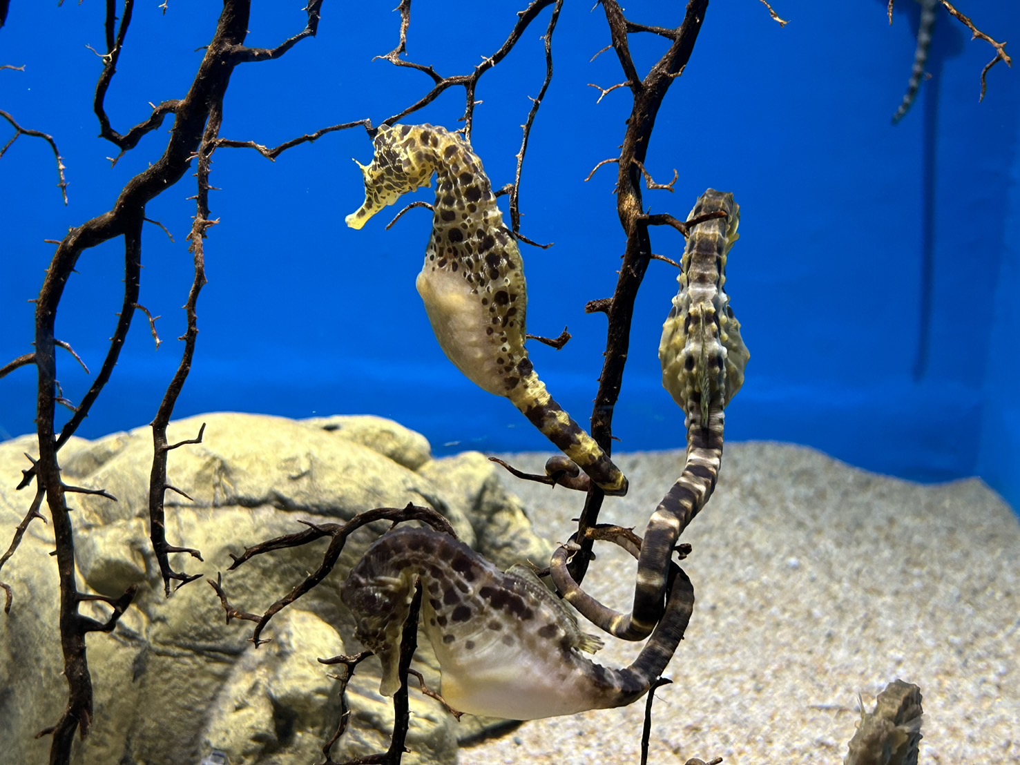 アクアワールド茨城県大洗水族館 つくば住生活 つくば店のブログ 写真3