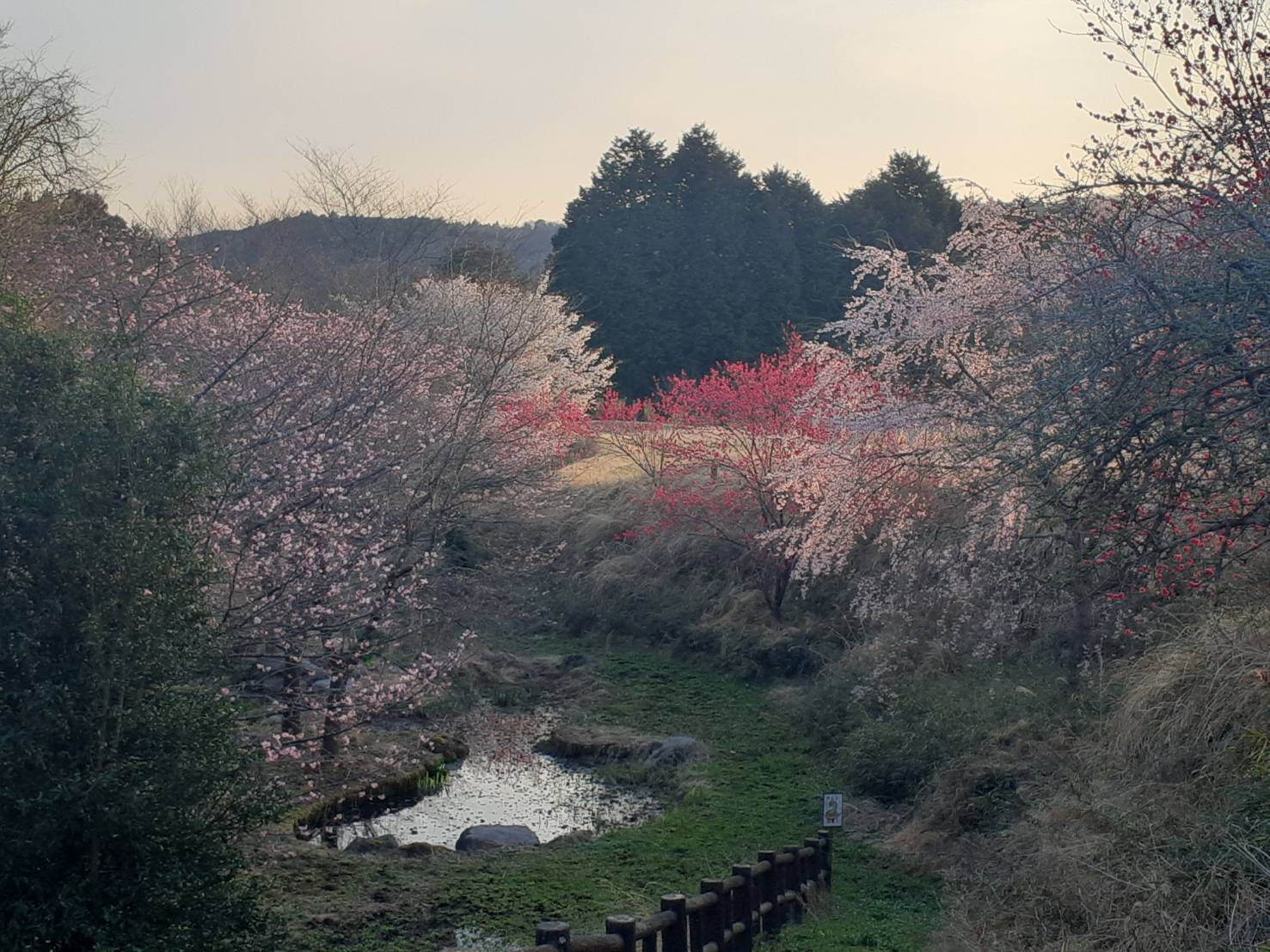 春の訪れ カワサキトーヨー住器 那須那珂川のブログ 写真1