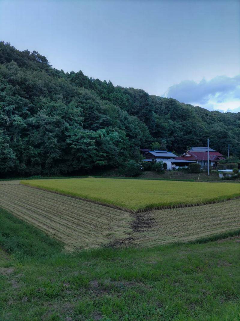 稲刈り カワサキトーヨー住器 那須那珂川のブログ 写真1