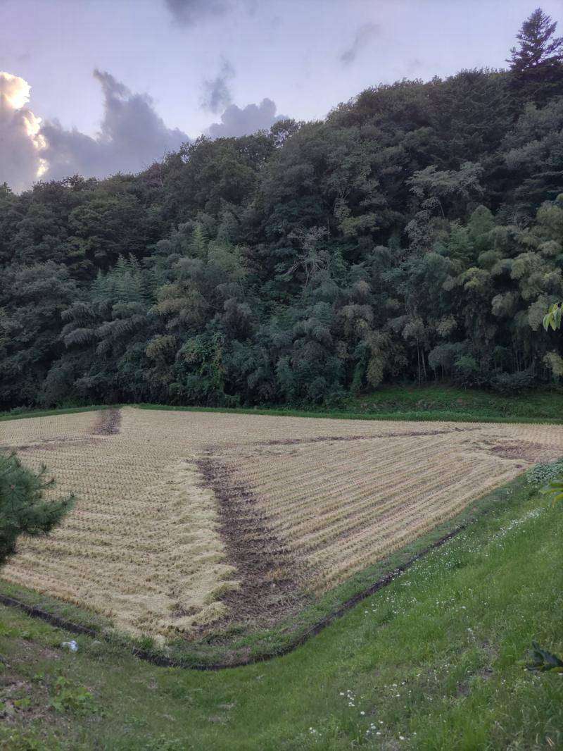 稲刈り カワサキトーヨー住器 那須那珂川のブログ 写真2