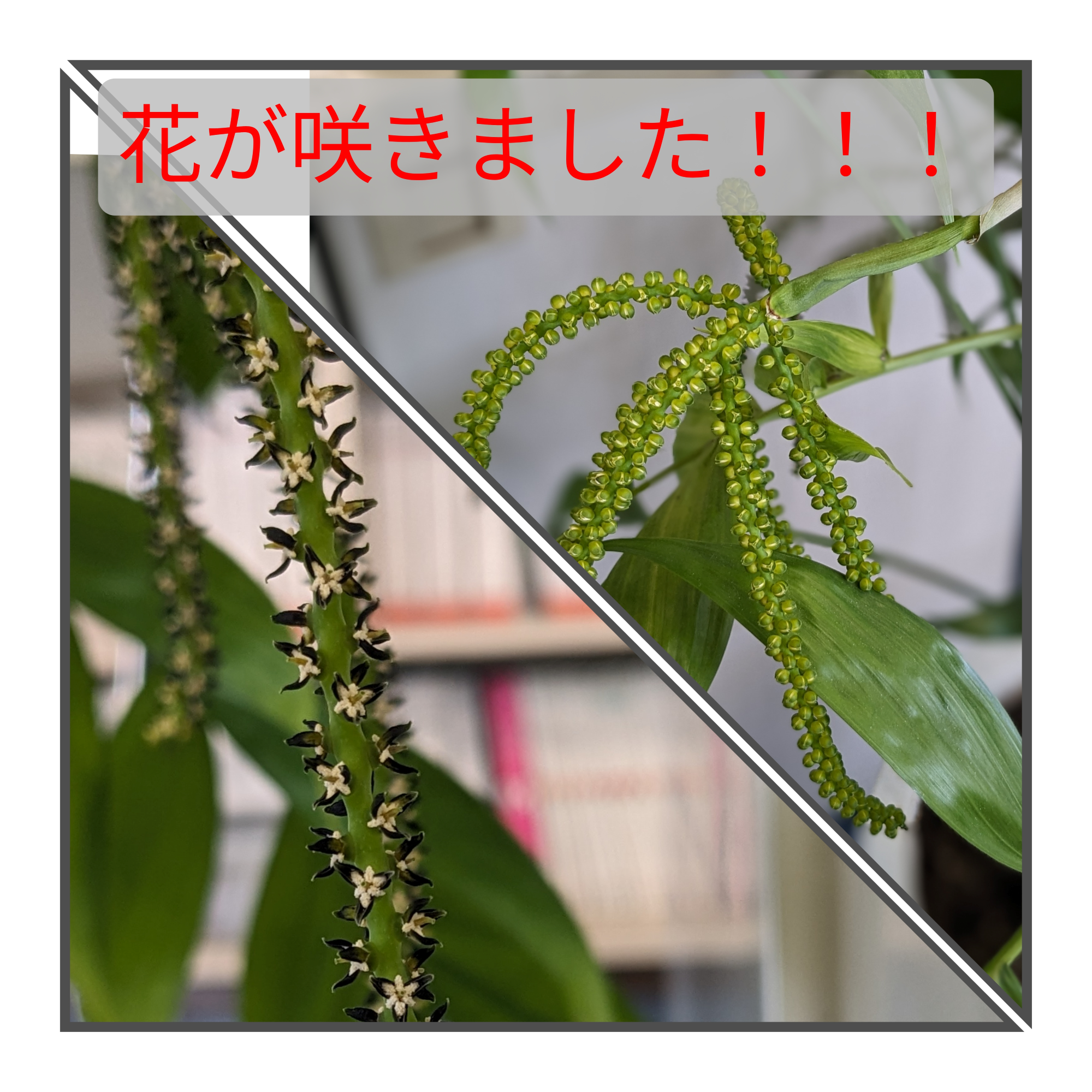 ～事務所内の観葉植物～ マドLABO前橋のブログ 写真4