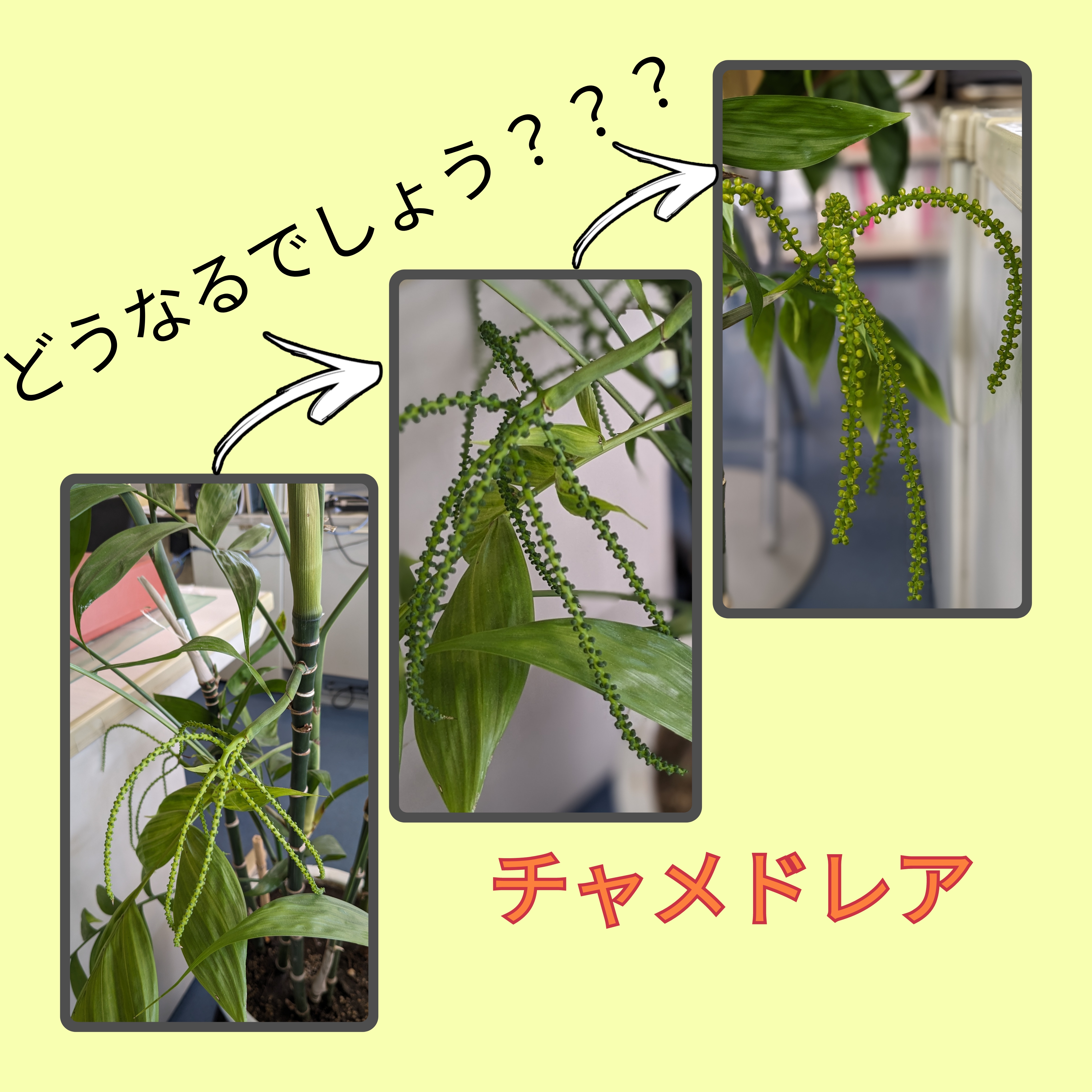 ～事務所内の観葉植物～ マドLABO前橋のブログ 写真2