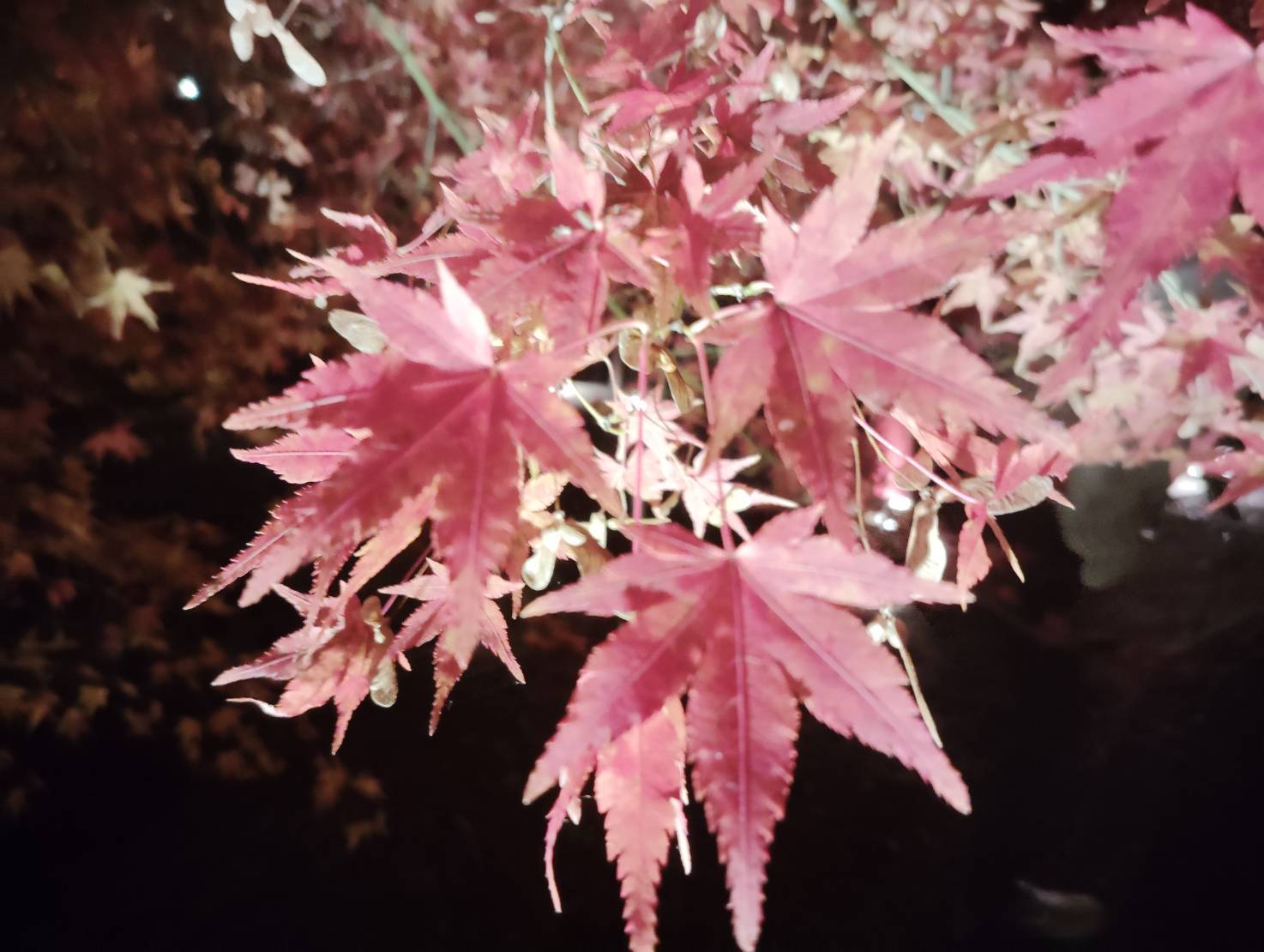 秋の風物詩🍂 柳田外装のブログ 写真1