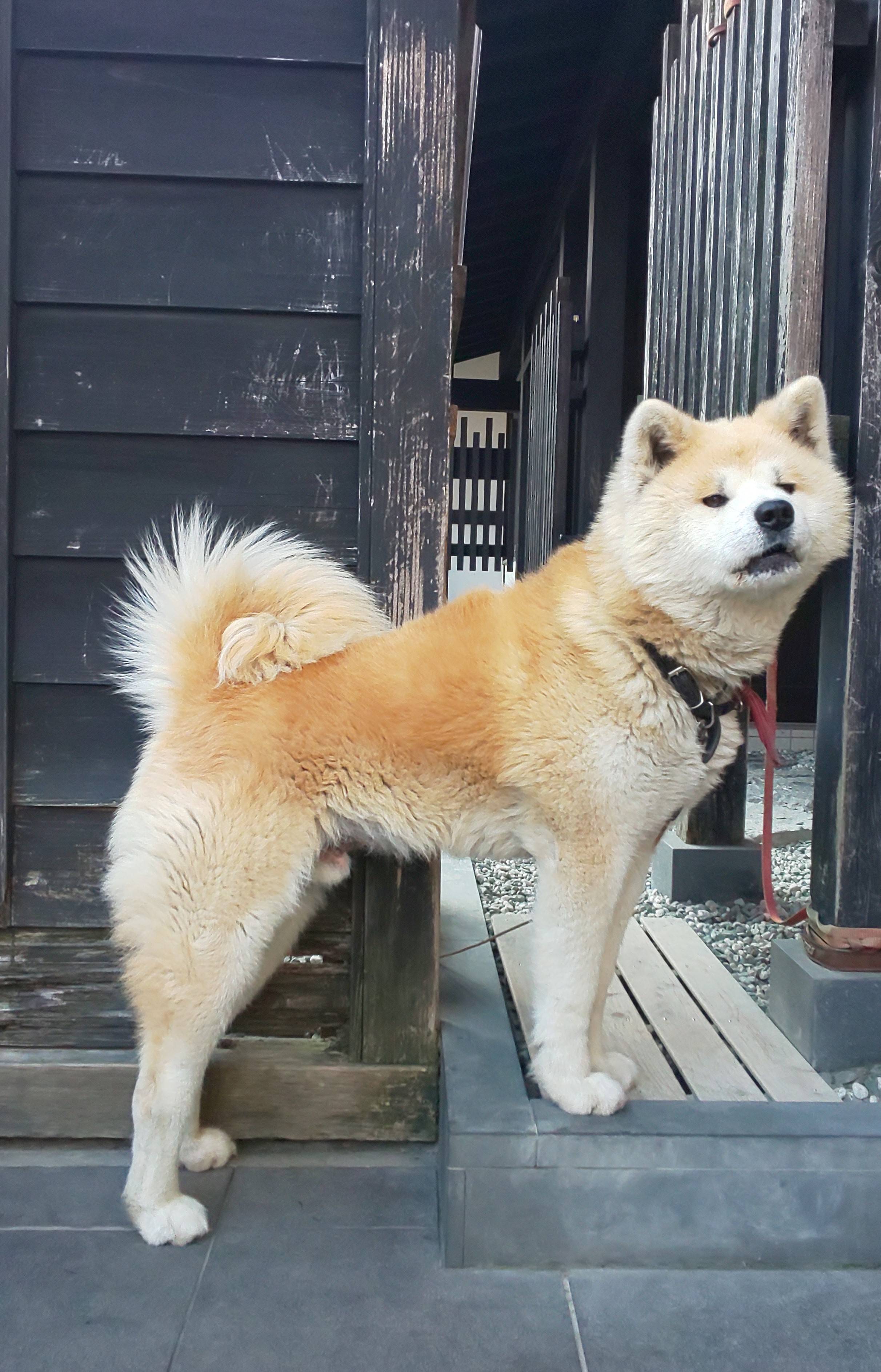 🐶秋田犬と紅葉ブログ🍁 AKBT 土崎港店のブログ 写真2