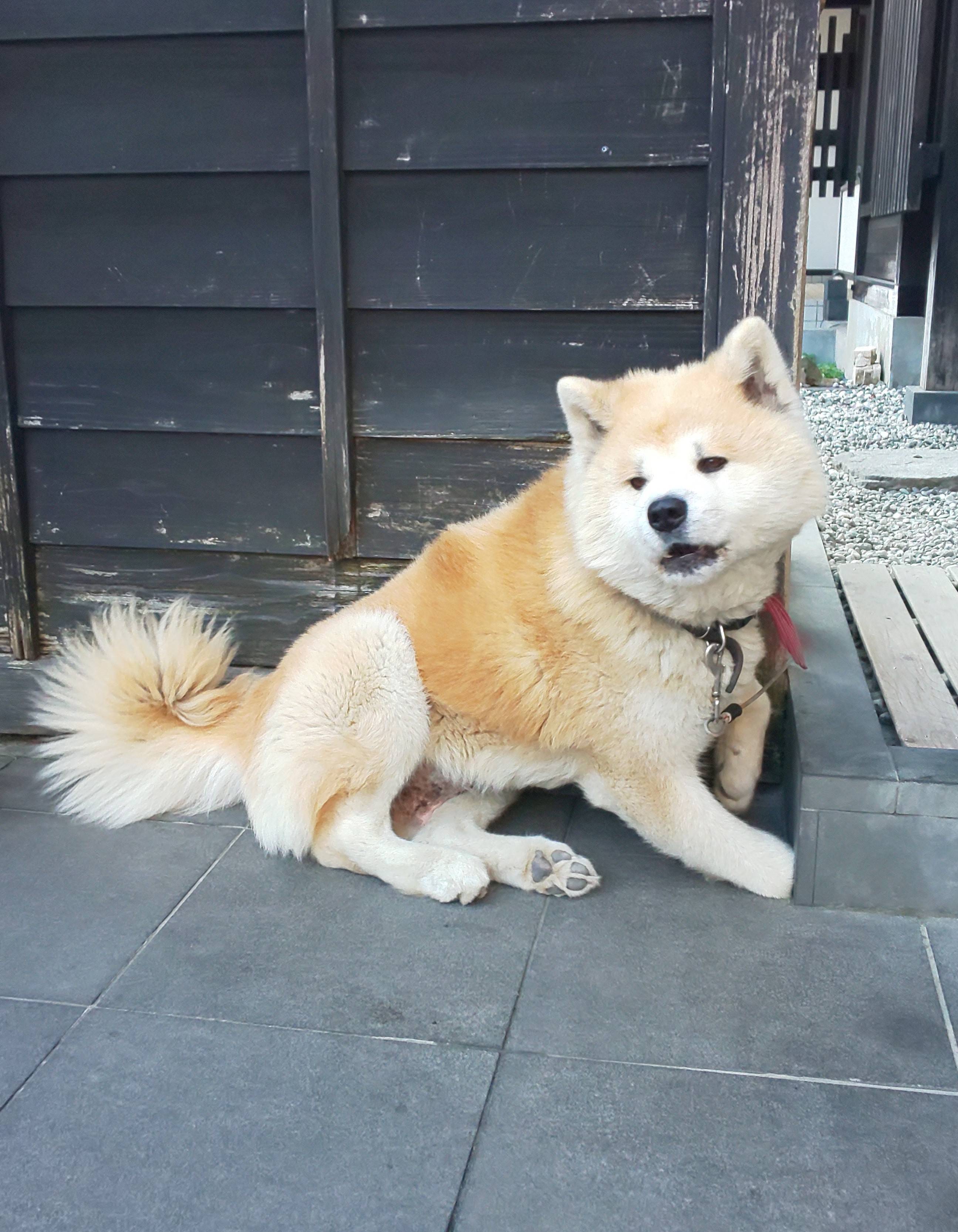 🐶秋田犬と紅葉ブログ🍁 AKBT 土崎港店のブログ 写真1