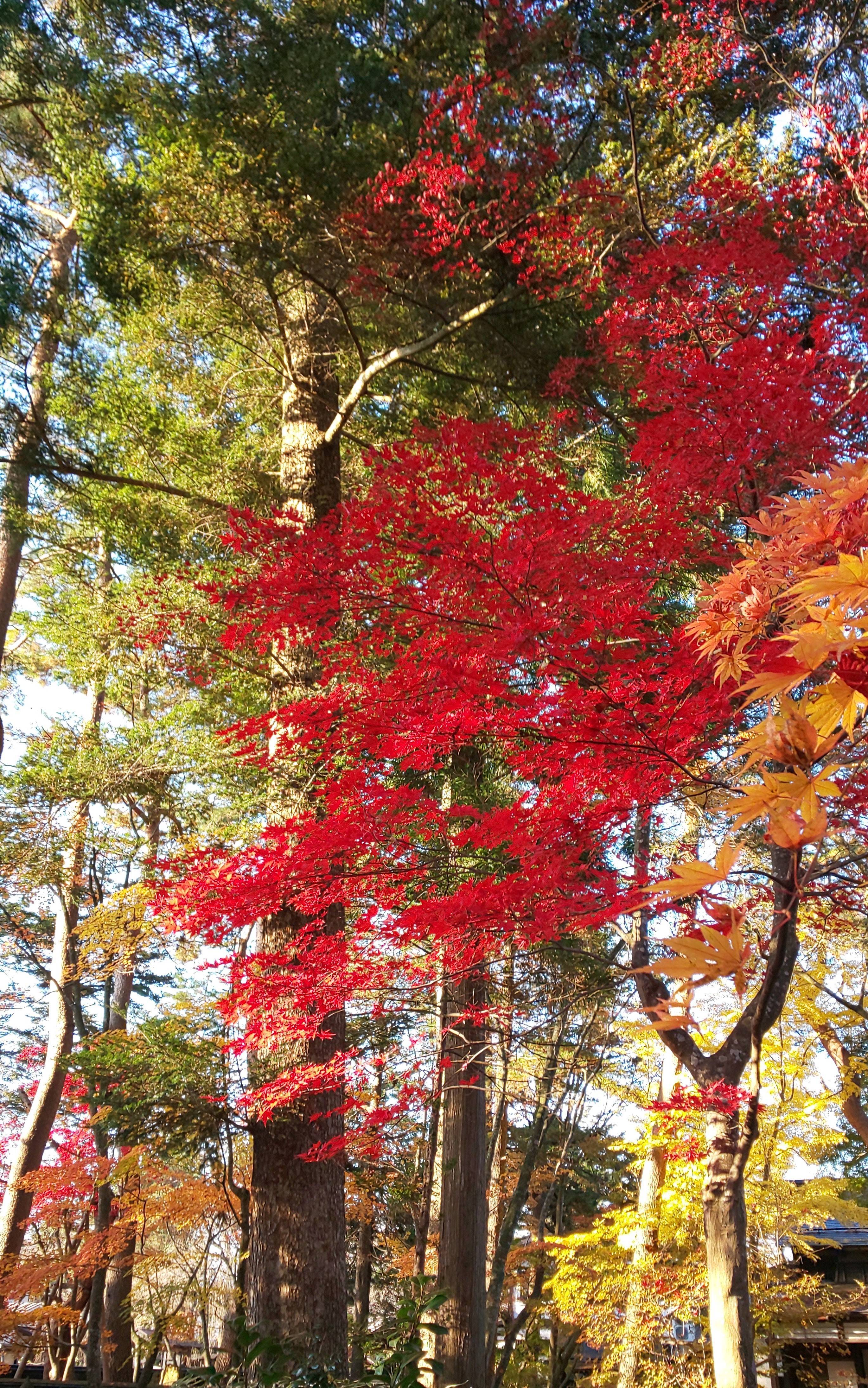 🐶秋田犬と紅葉ブログ🍁 AKBT 土崎港店のブログ 写真3