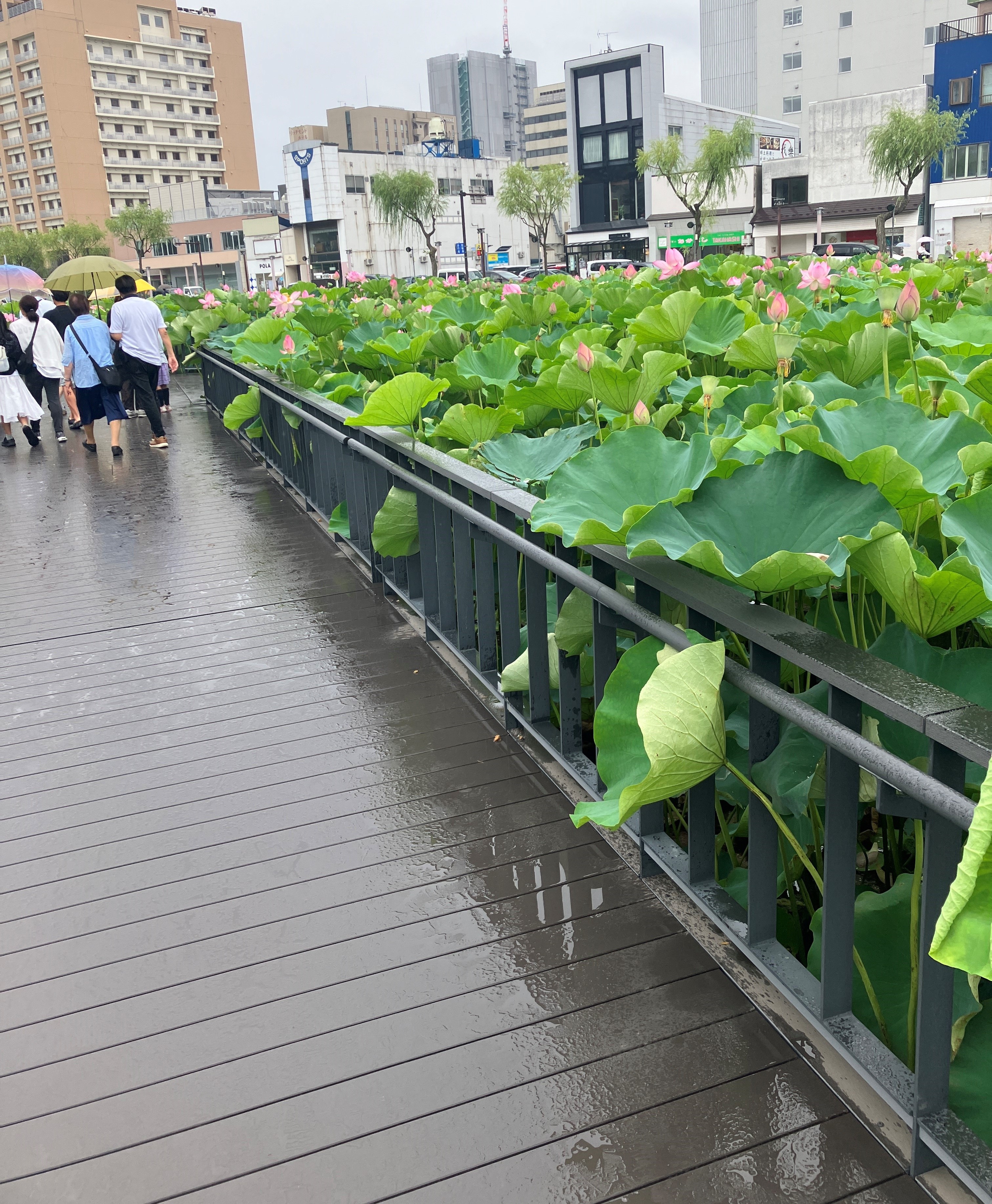 AKBT土崎港店【観察日記】ハスの花🌺 AKBT 土崎港店のブログ 写真3