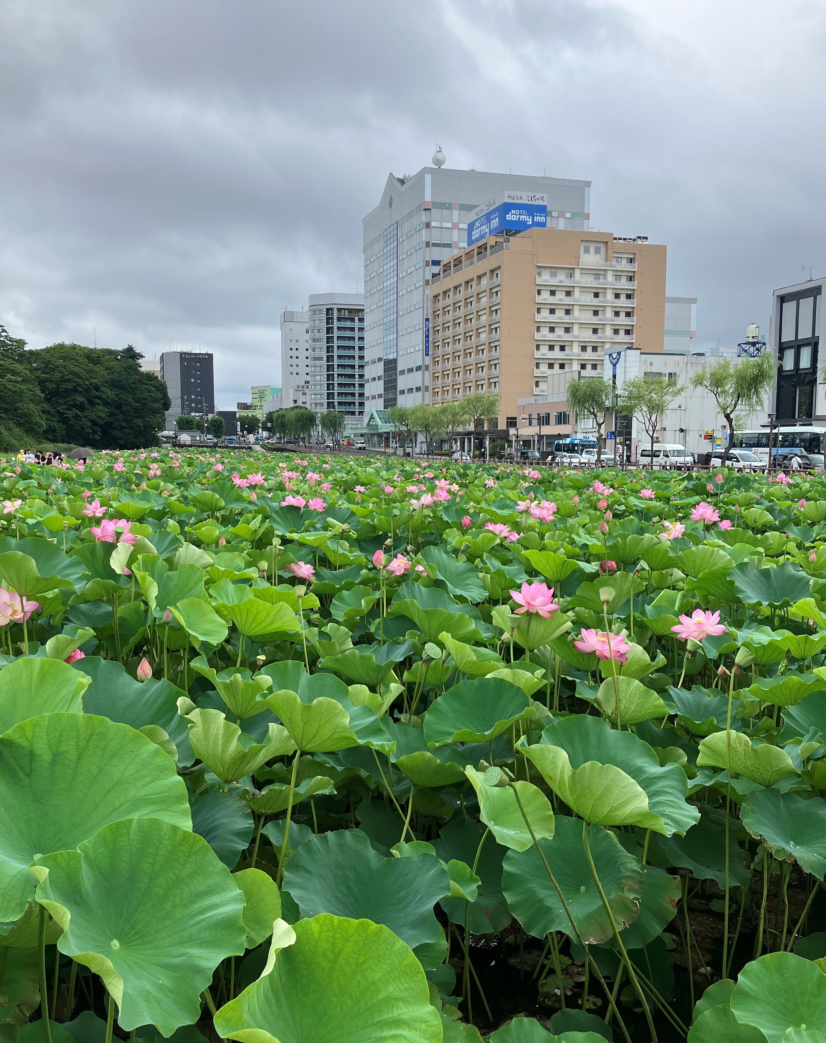 AKBT土崎港店【観察日記】ハスの花🌺 AKBT 土崎港店のブログ 写真1