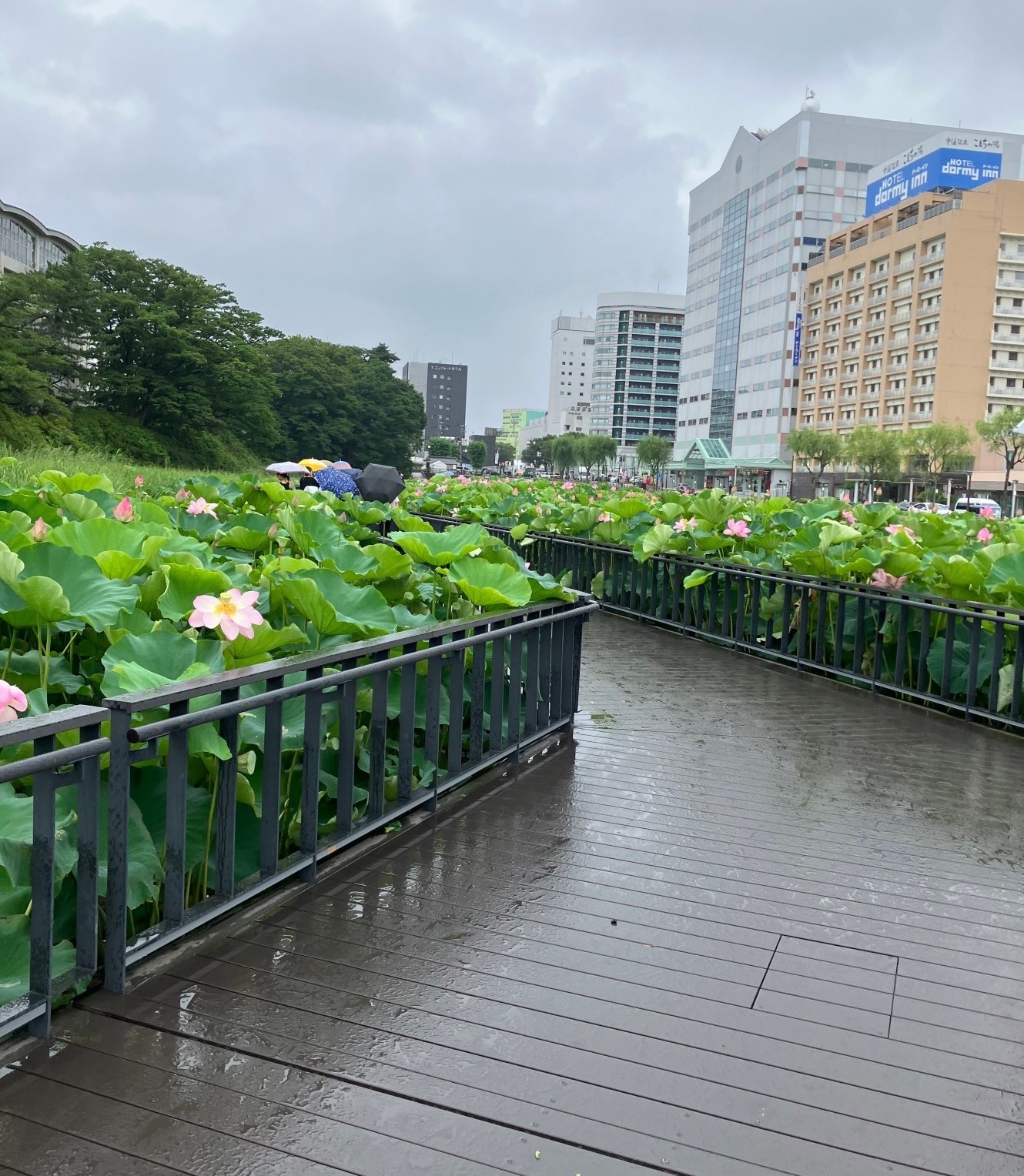 AKBT土崎港店【観察日記】ハスの花🌺 AKBT 土崎港店のブログ 写真2