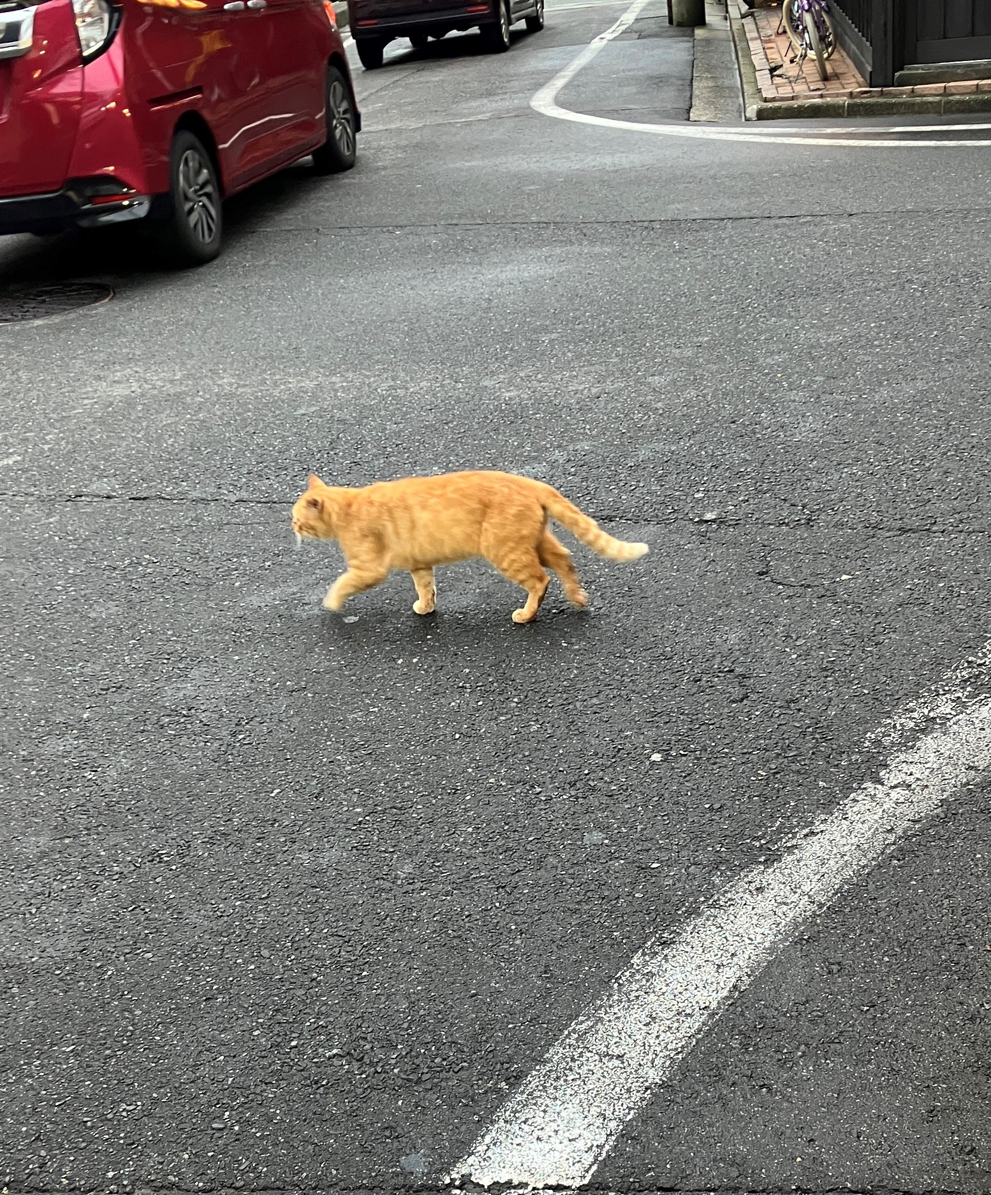 地域猫🐈 AKBT 土崎港店のブログ 写真1