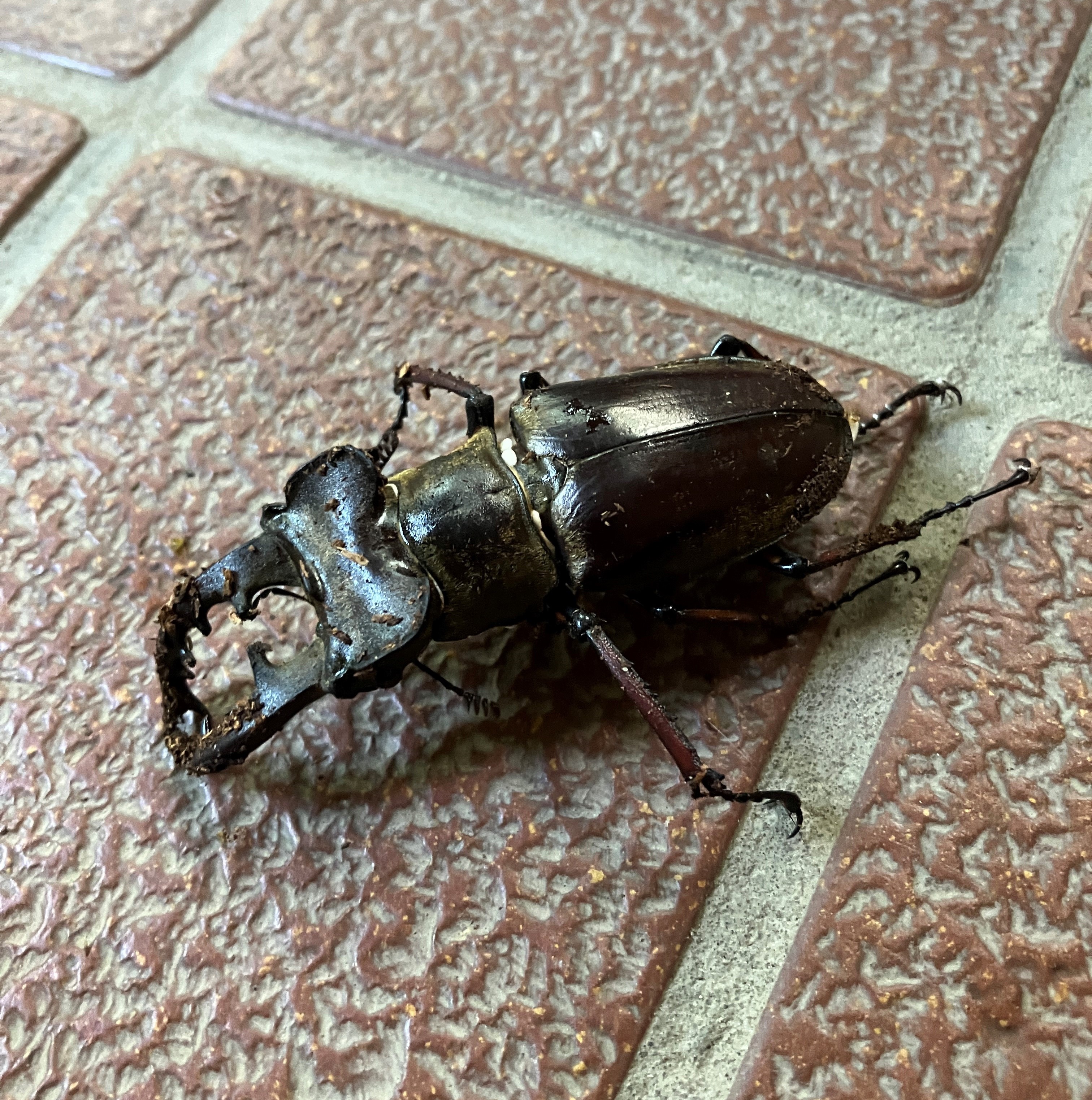 AKBT土崎港店【🐝虫ブログ🐜】ミヤマクワガタ AKBT 土崎港店のブログ 写真1