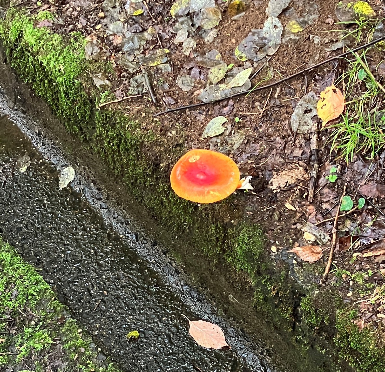 AKBT土崎港店【キノコ ブログ】タマゴタケ🍄 AKBT 土崎港店のブログ 写真3