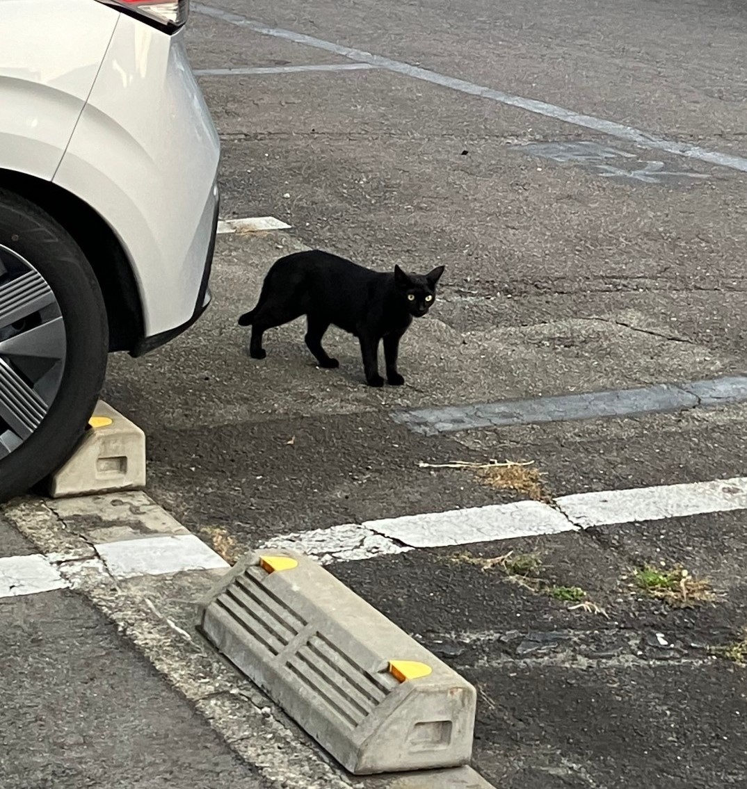 猫、ねこ、ネコ・・・😸 AKBT 土崎港店のブログ 写真4