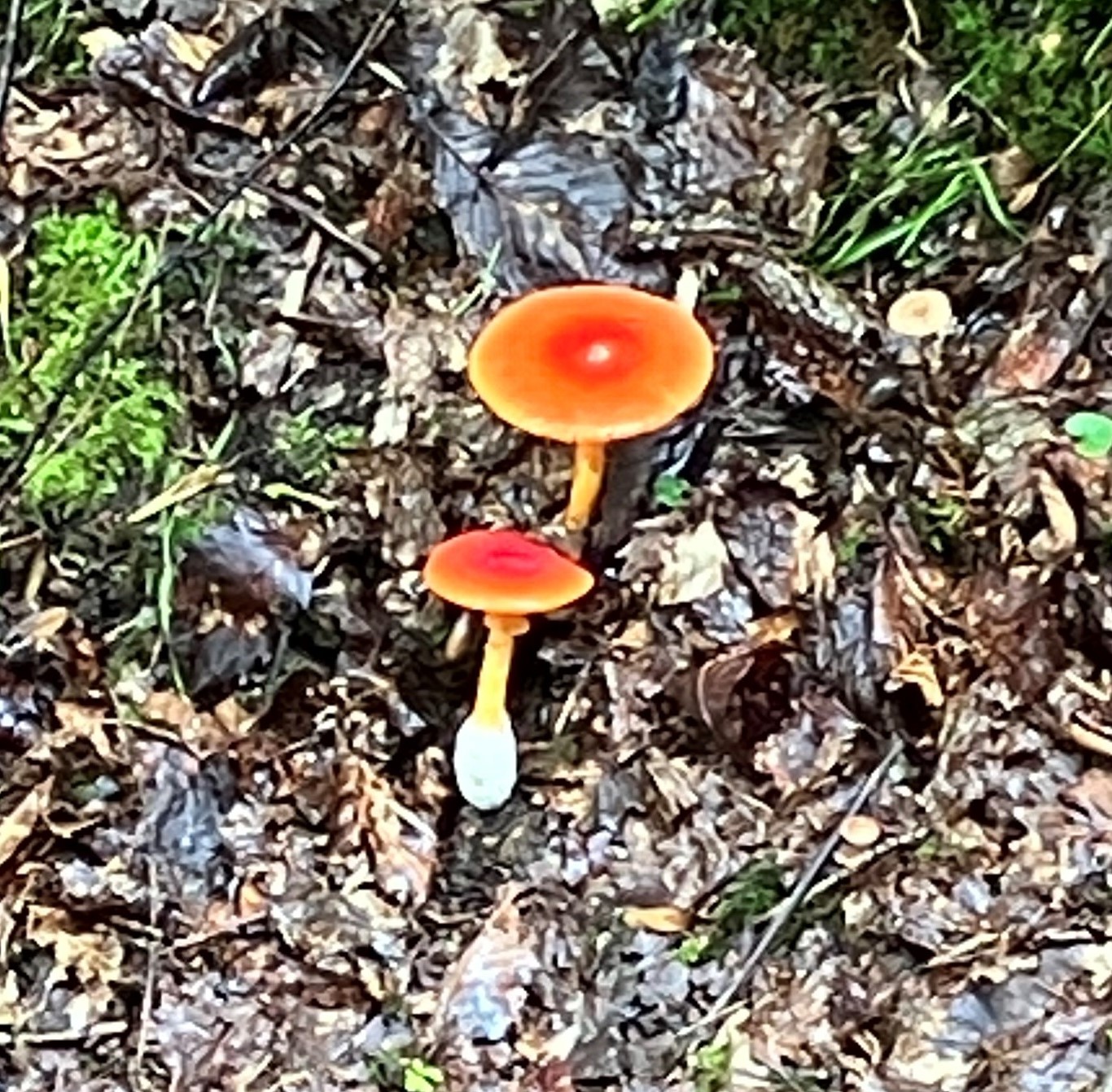 AKBT土崎港店【キノコ ブログ】タマゴタケ🍄 AKBT 土崎港店のブログ 写真1