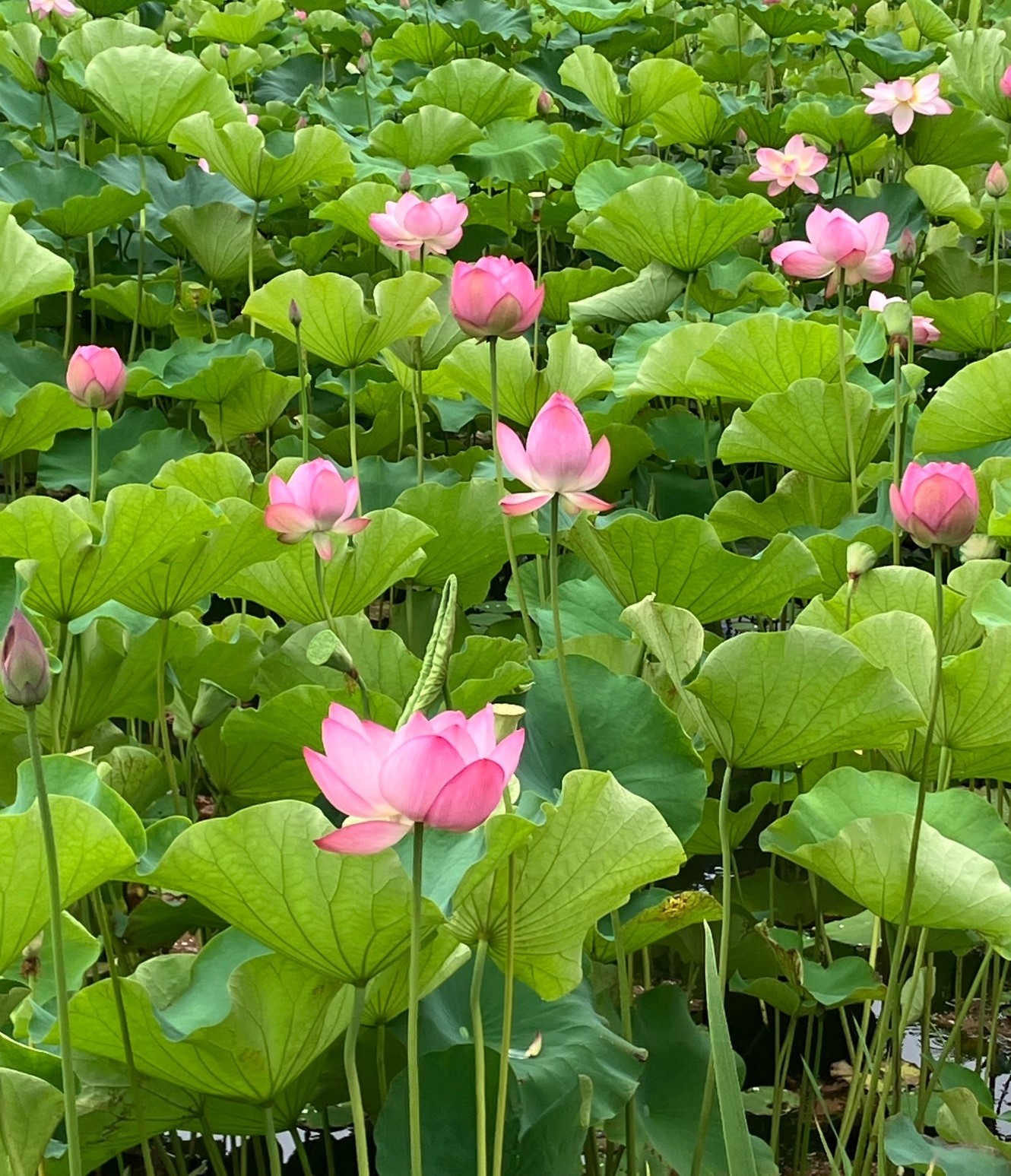 AKBT土崎港店【観察日記】ハスの花🌺 AKBT 土崎港店のブログ 写真4