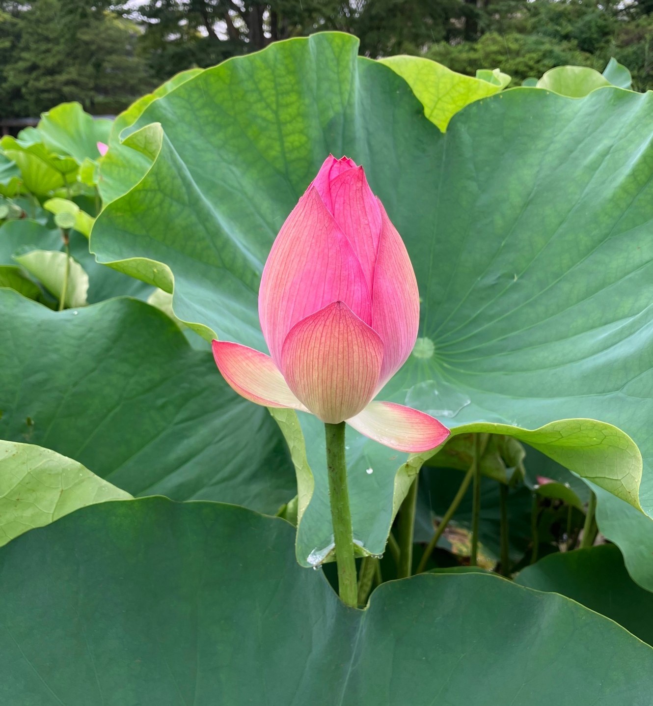 AKBT土崎港店【観察日記】ハスの花🌺 AKBT 土崎港店のブログ 写真5