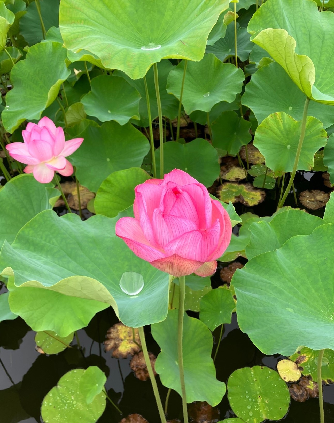 AKBT土崎港店【観察日記】ハスの花🌺 AKBT 土崎港店のブログ 写真6