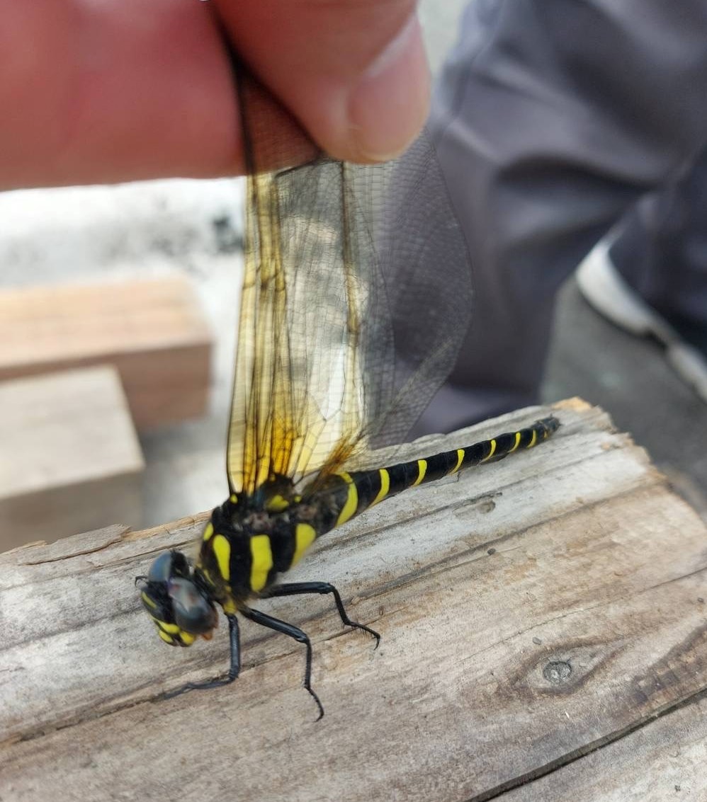 AKBT土崎港店【🐛虫ブログ🐞】オニヤンマ AKBT 土崎港店のブログ 写真3