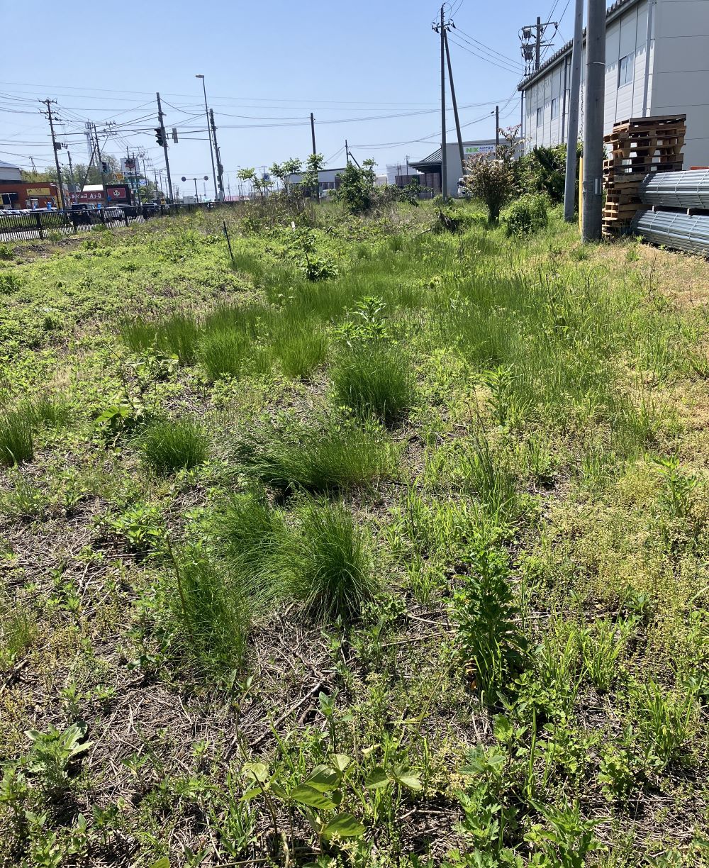 AKBT土崎港店【草刈りブログ】🌲 AKBT 土崎港店のブログ 写真1