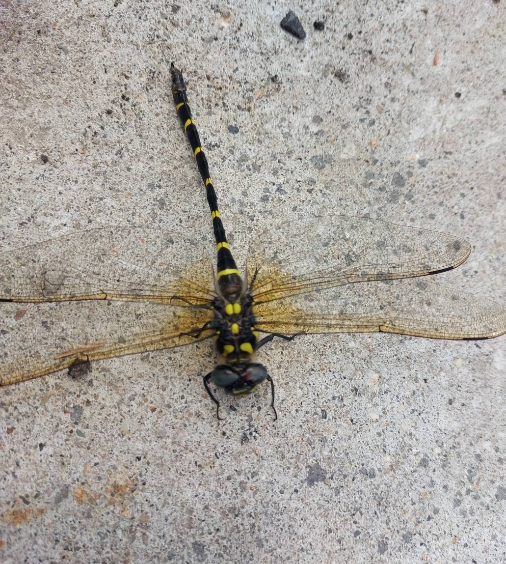 AKBT土崎港店【🐛虫ブログ🐞】オニヤンマ AKBT 土崎港店のブログ 写真1