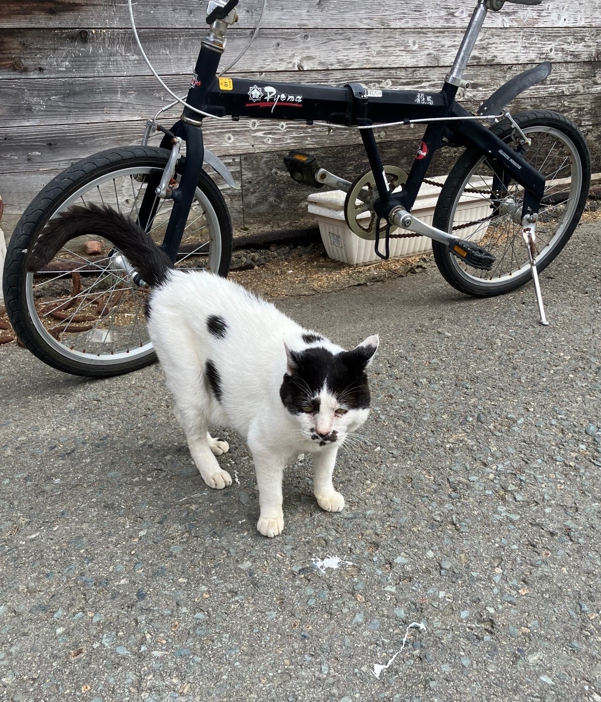 地域猫🐈 AKBT 土崎港店のブログ 写真2