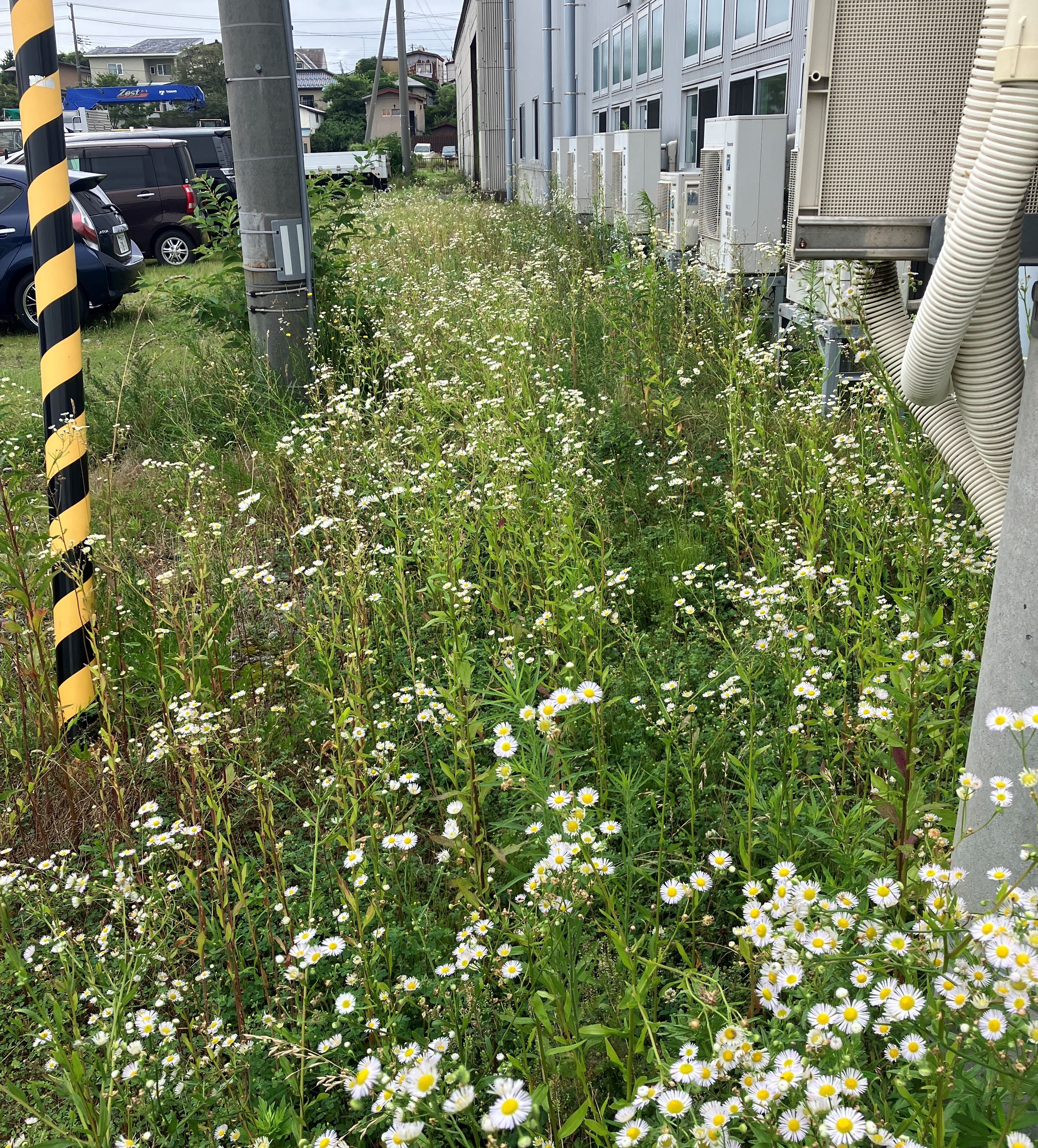 AKBT土崎港店【草刈り＆虫ブログ】🌲🐜 AKBT 土崎港店のブログ 写真1