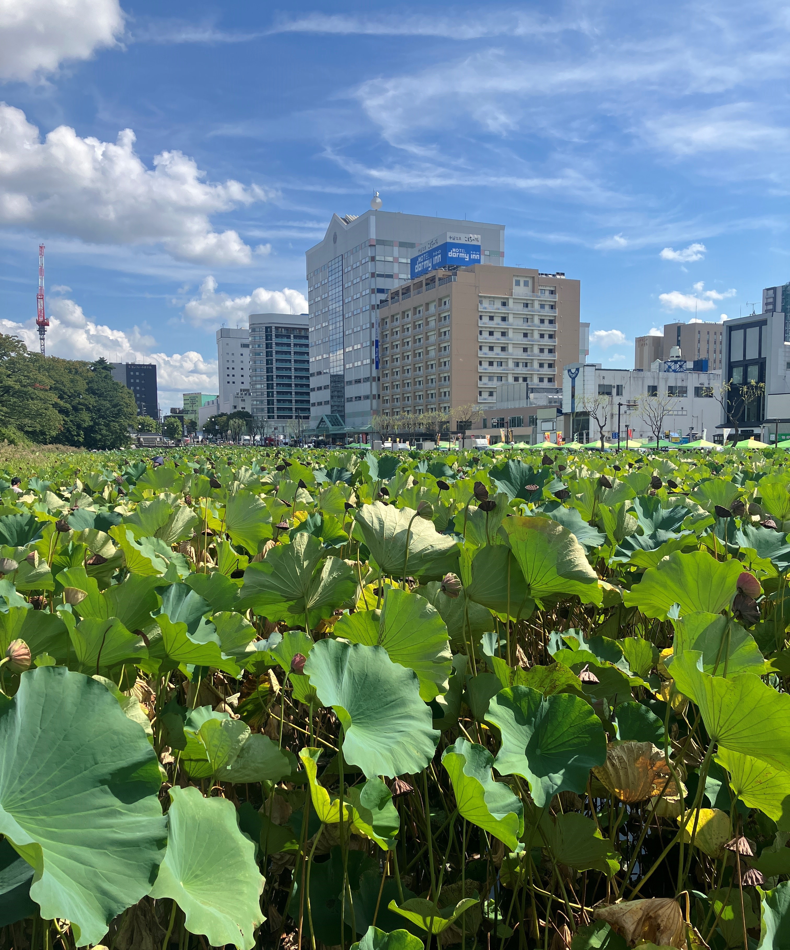 AKBT土崎港店【観察日記】ハスの花🌺 AKBT 土崎港店のブログ 写真2