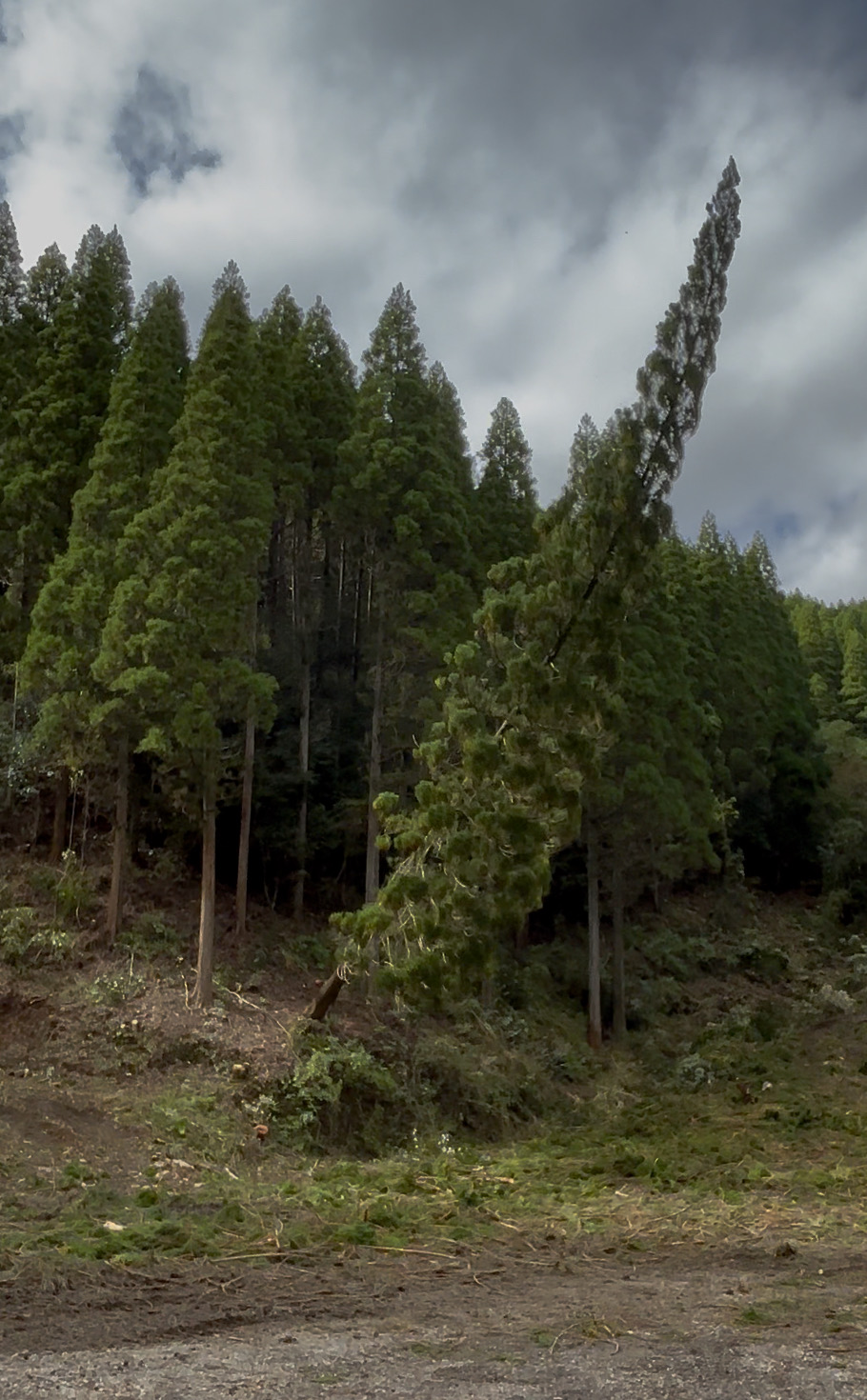 佐伯広域森林組合🌲見学 フクイM&Cのブログ 写真2