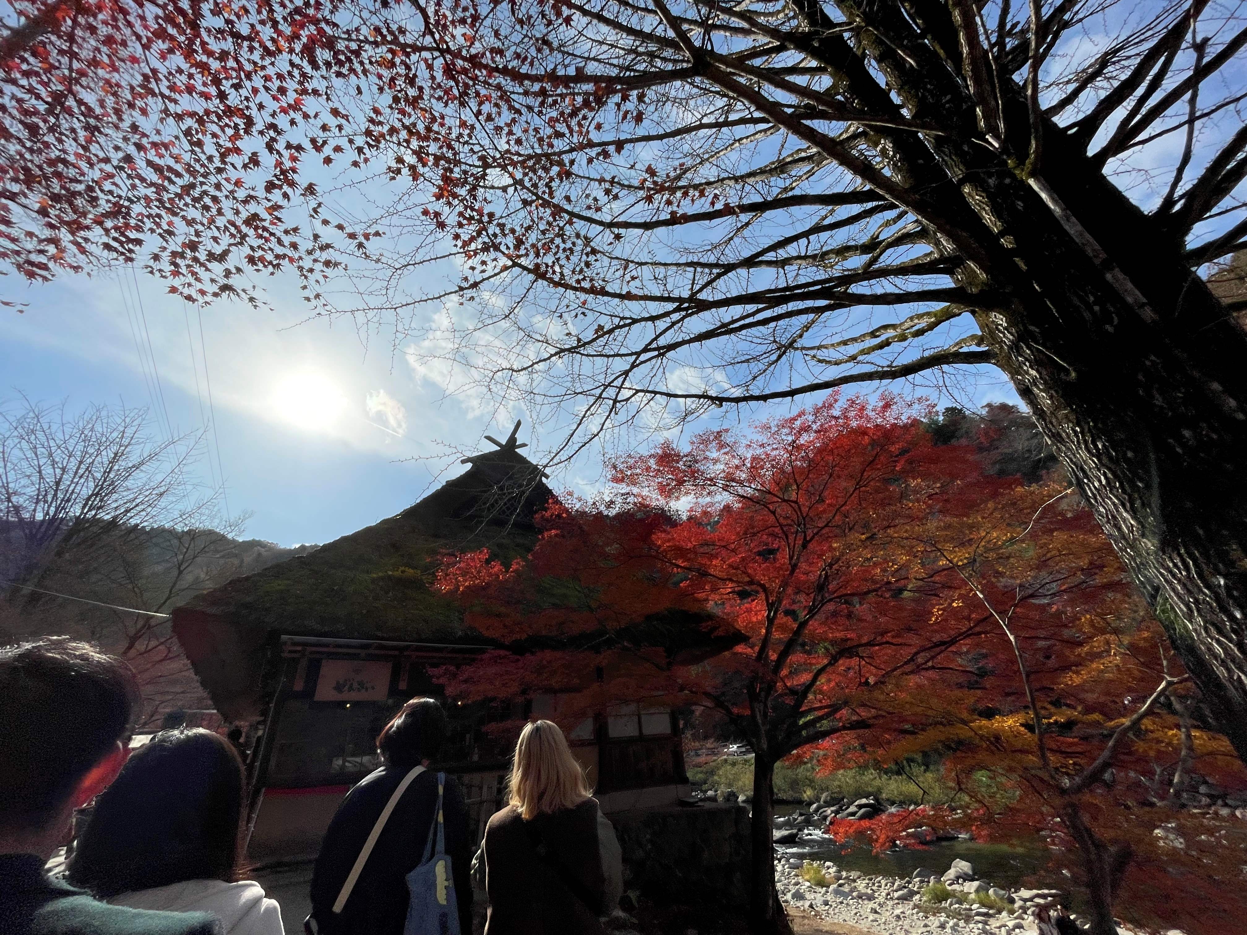 紅葉！香嵐渓 ウグイスヤトーヨー住器のブログ 写真3