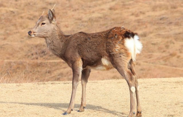 山本サッシ店 東紀州の最近、鹿が多くて困ってます💦🦌の施工前の写真1