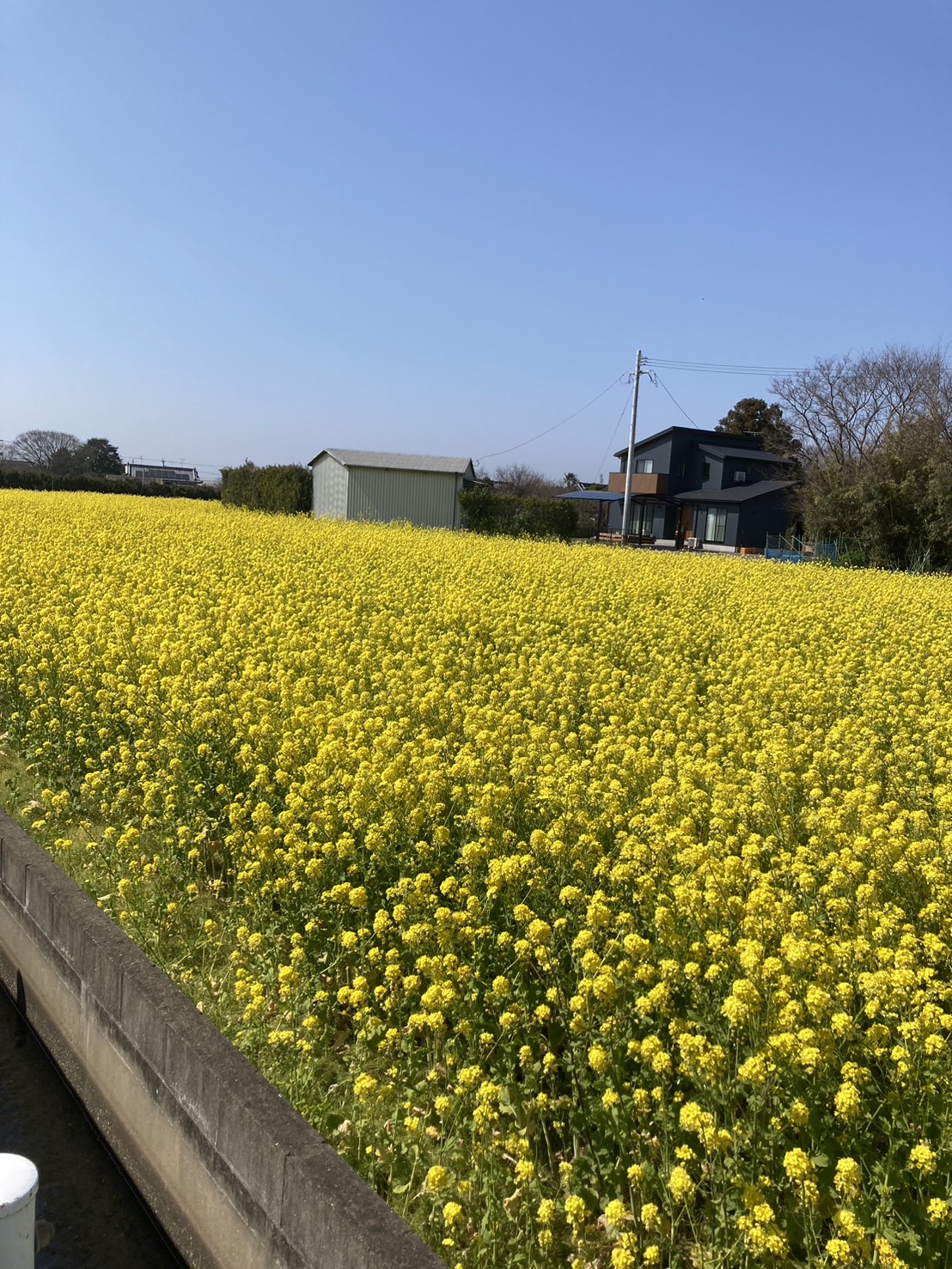 絶景！500万本の菜の花畑！ 東福岡トーヨー住器のブログ 写真2