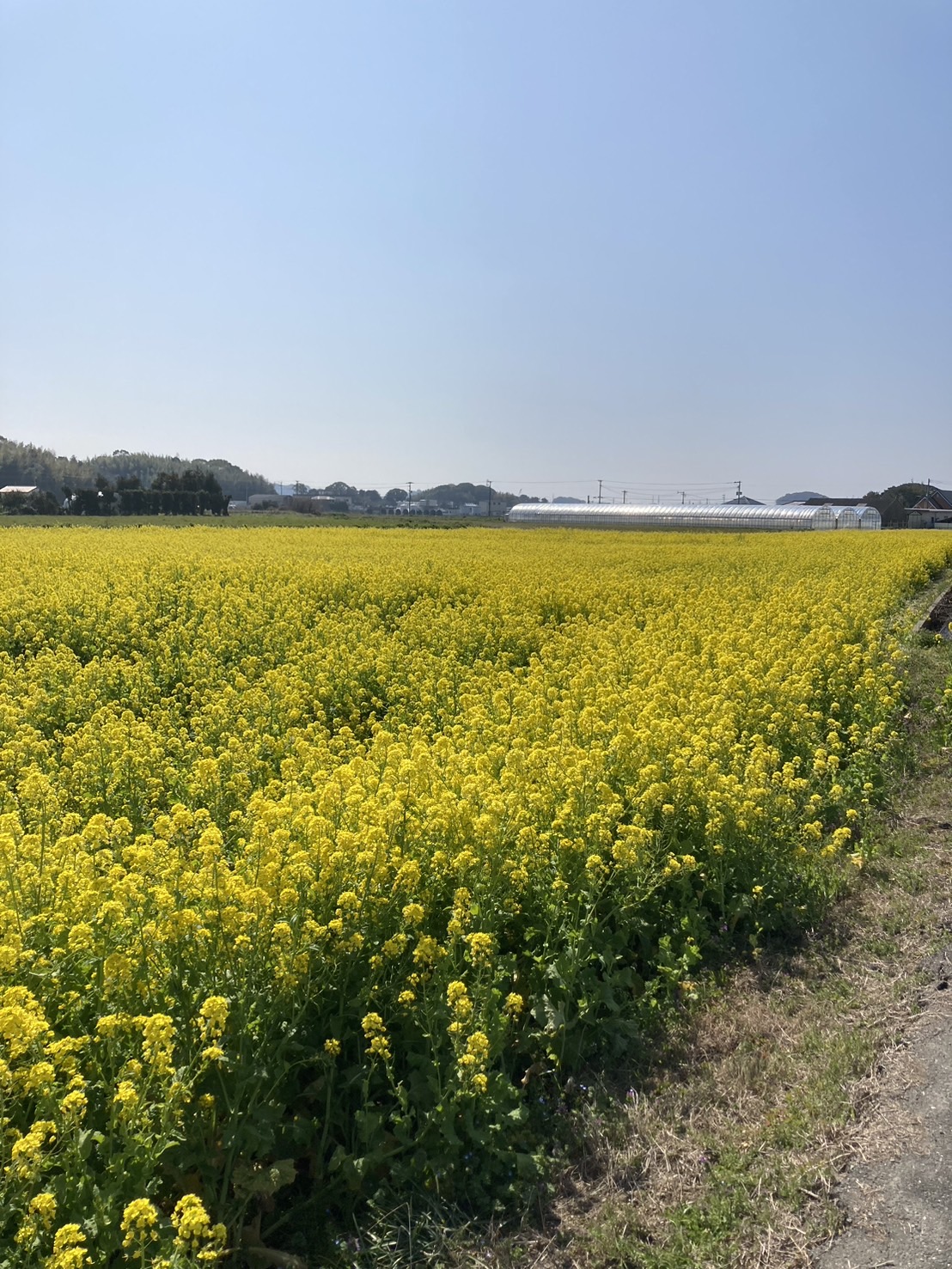 絶景！500万本の菜の花畑！ 東福岡トーヨー住器のブログ 写真1