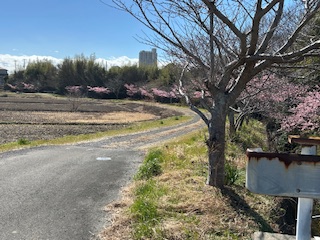 🌸河津桜が満開です🌸 鶴谷トーヨーテックのブログ 写真4