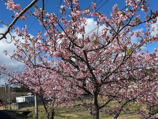 🌸河津桜が満開です🌸 鶴谷トーヨーテックのブログ 写真2