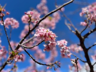 🌸河津桜が満開です🌸 鶴谷トーヨーテックのブログ 写真1