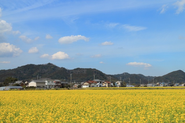 ✿菜な畑ロード✿ 鶴谷トーヨーテックのブログ 写真3