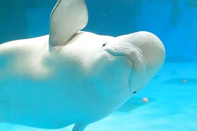 ６月１５日は鴨川シーワールドへ🐬 鶴谷トーヨーテックのブログ 写真6