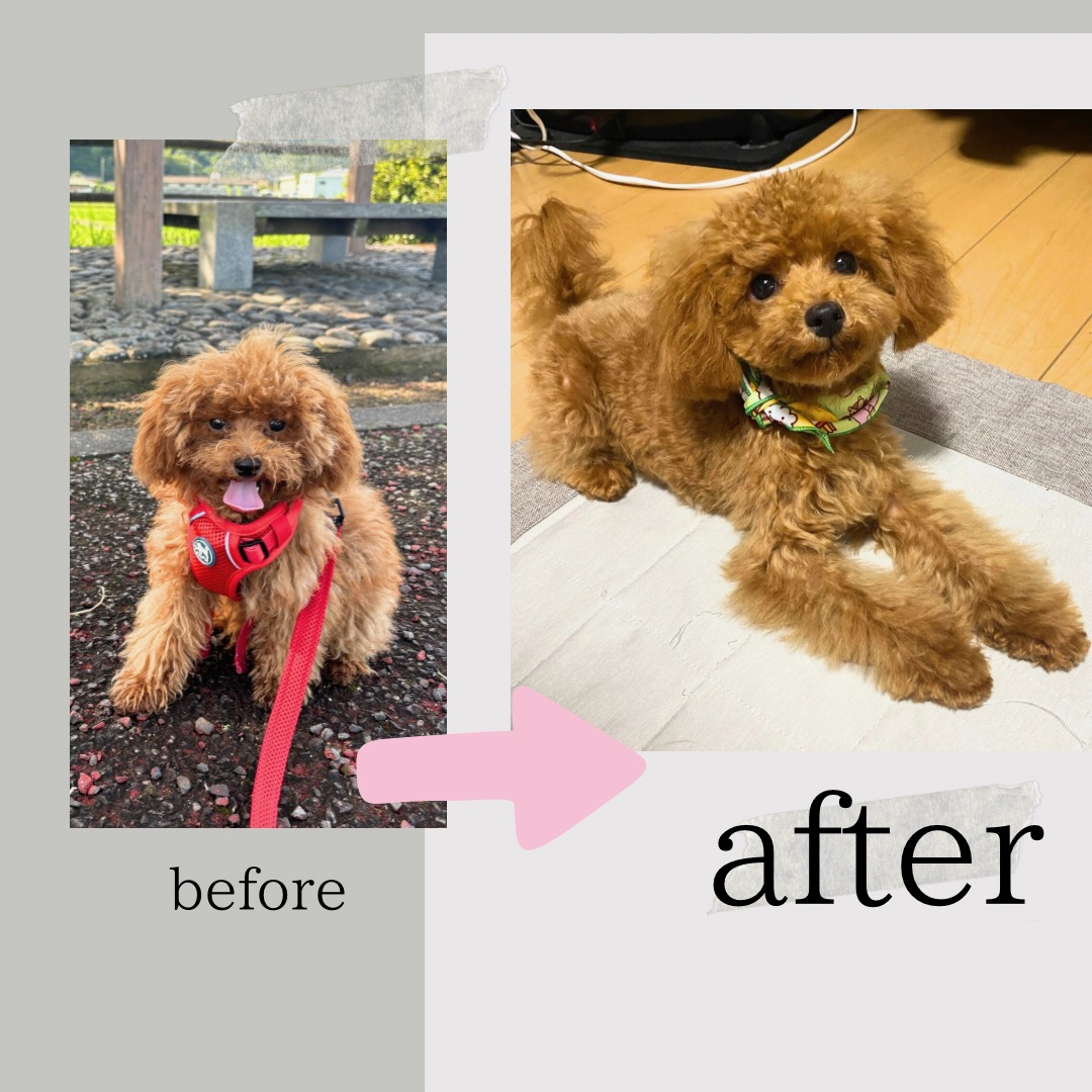 ミロ部長のbefore after 長崎サッシ工業のブログ 写真1