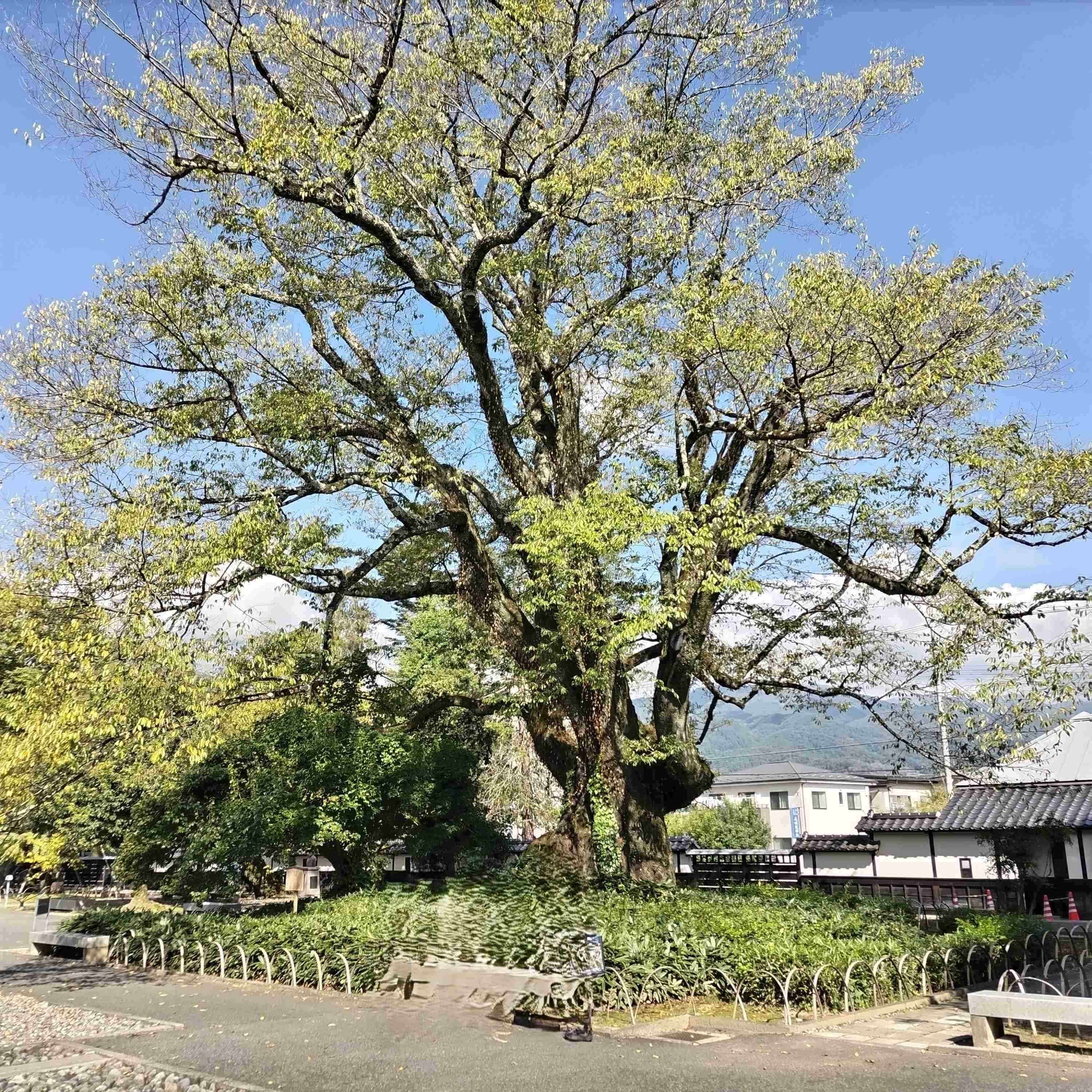 長野県飯田市のエドヒガン桜 ツルタ建装社のブログ 写真1