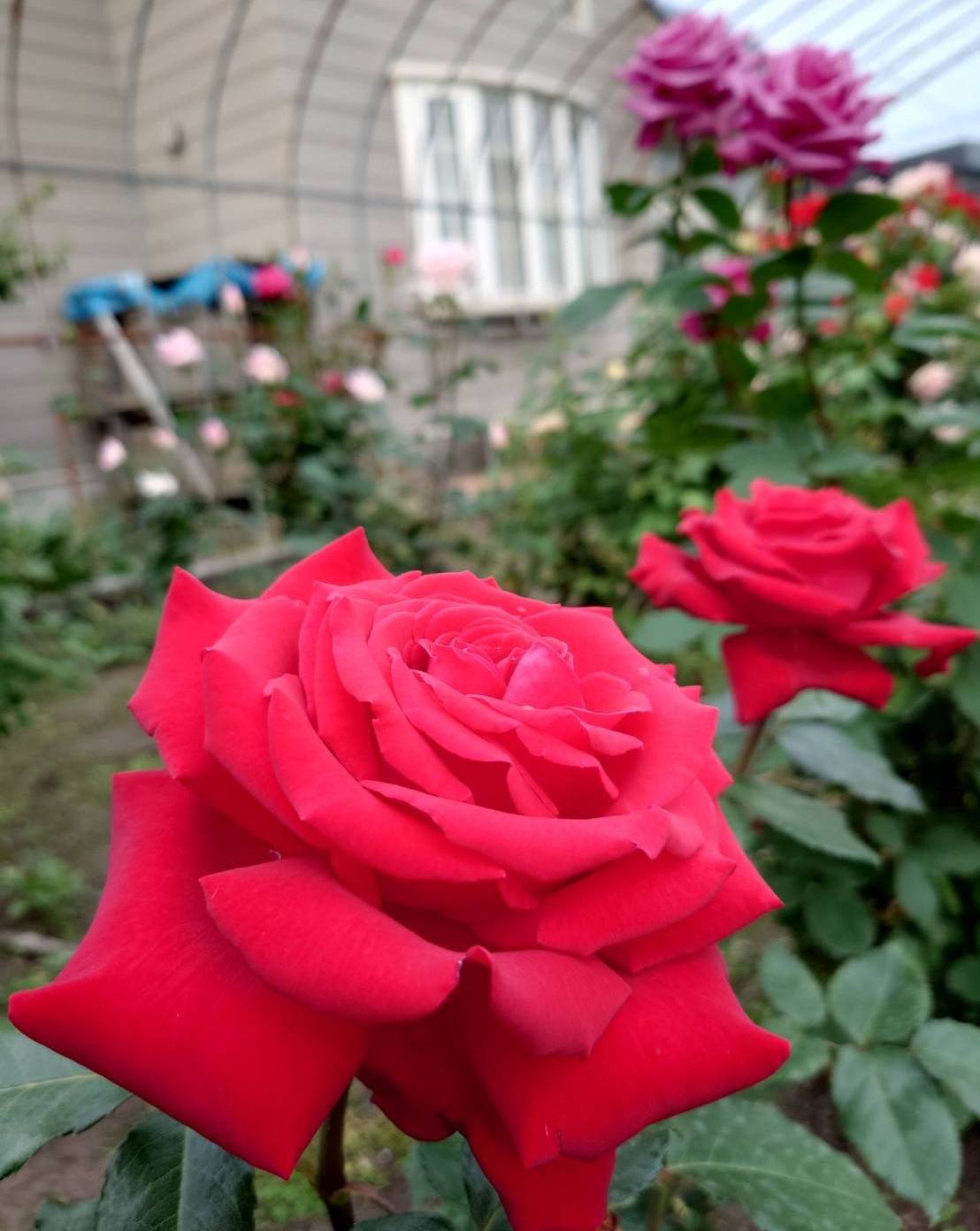 薔薇🌹の見頃 鎌田トーヨー住器のブログ 写真3