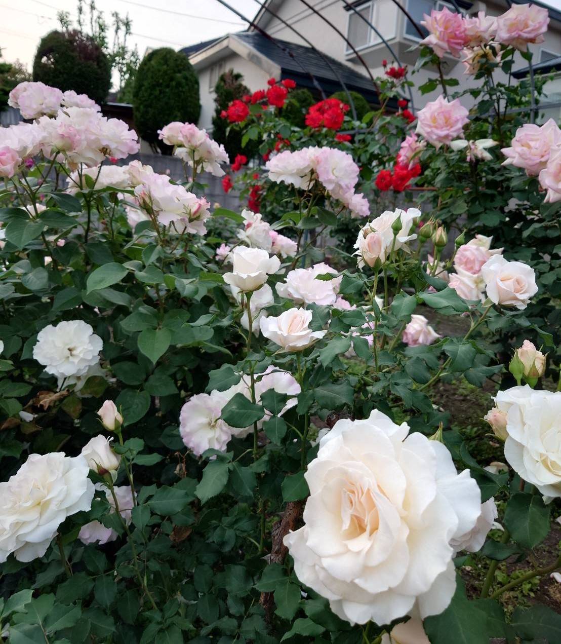 薔薇🌹の見頃 鎌田トーヨー住器のブログ 写真1