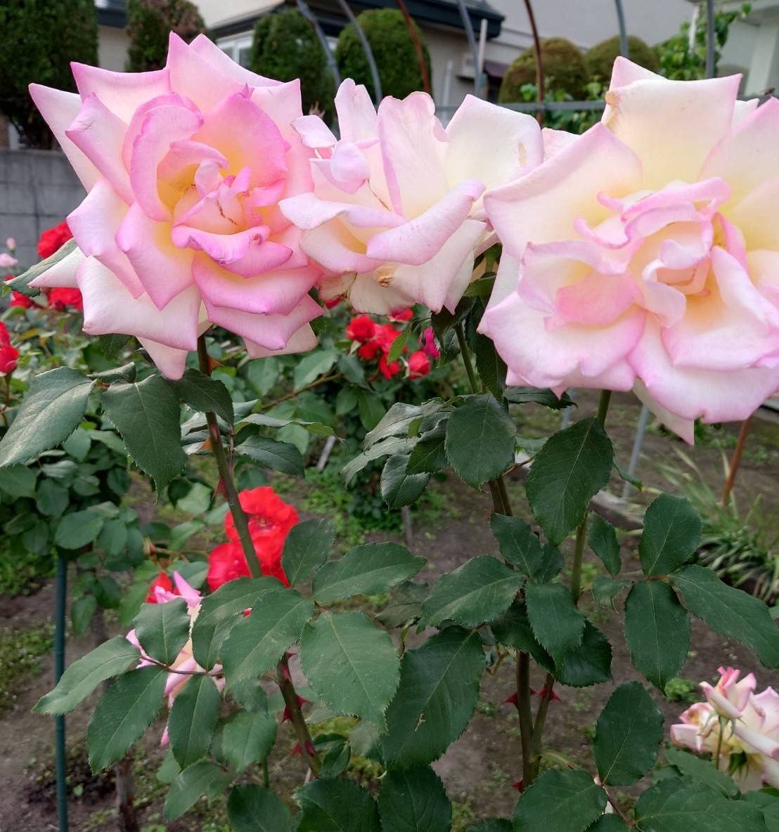 薔薇🌹の見頃 鎌田トーヨー住器のブログ 写真4