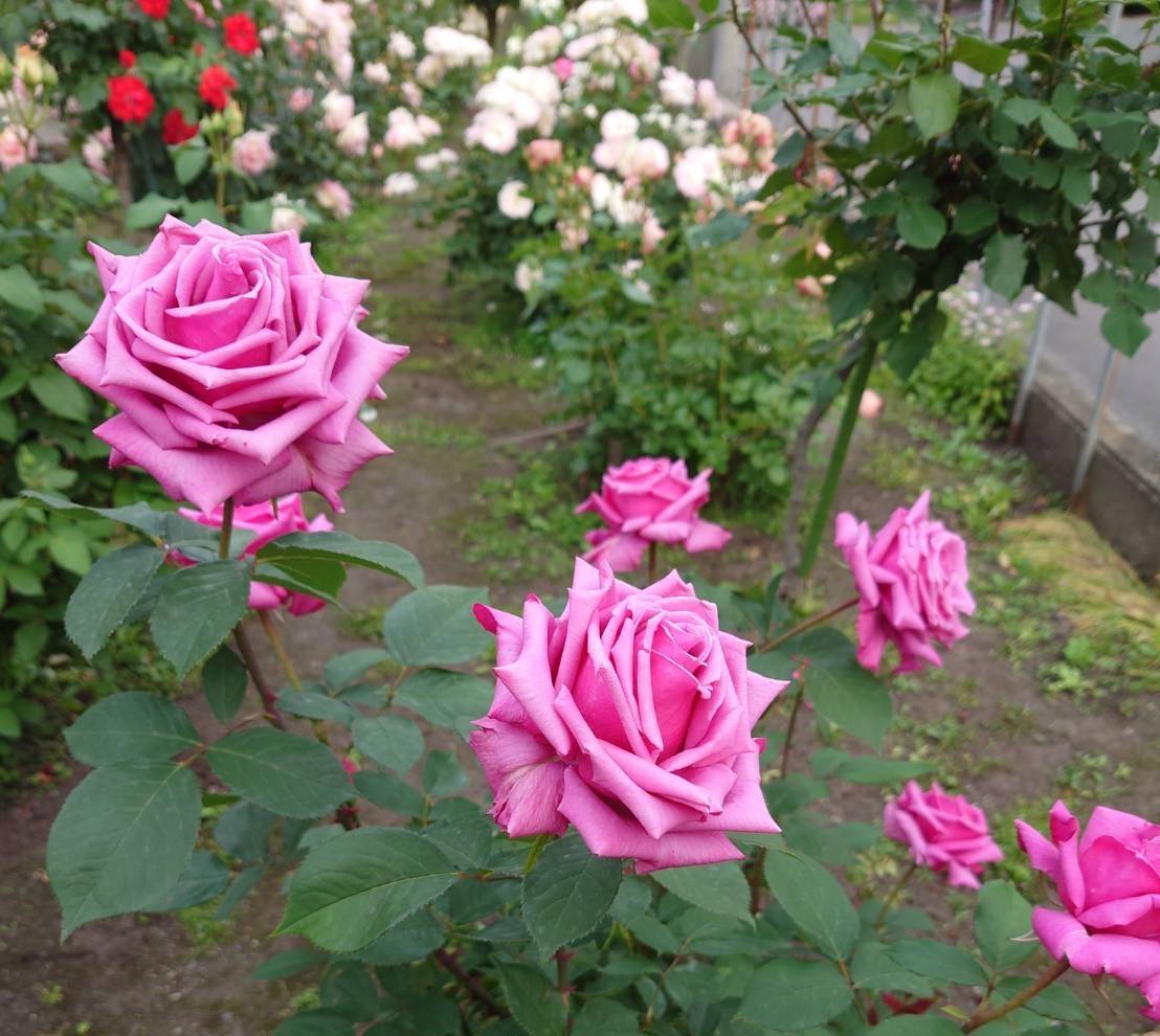 薔薇🌹の見頃 鎌田トーヨー住器のブログ 写真2