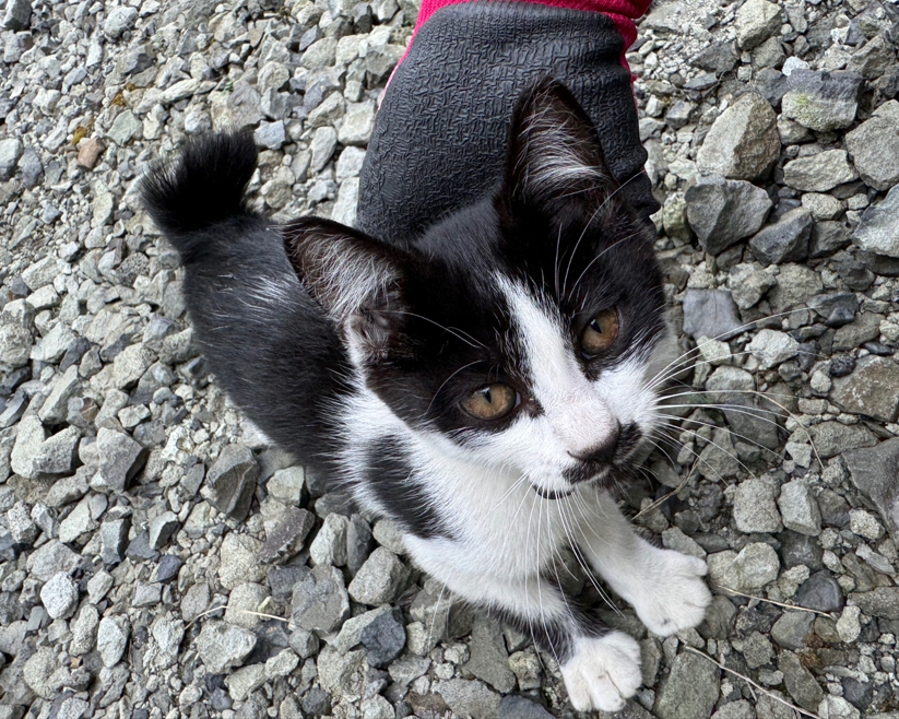 迷子の迷子の小猫ちゃん。 サントーヨー住器のブログ 写真2